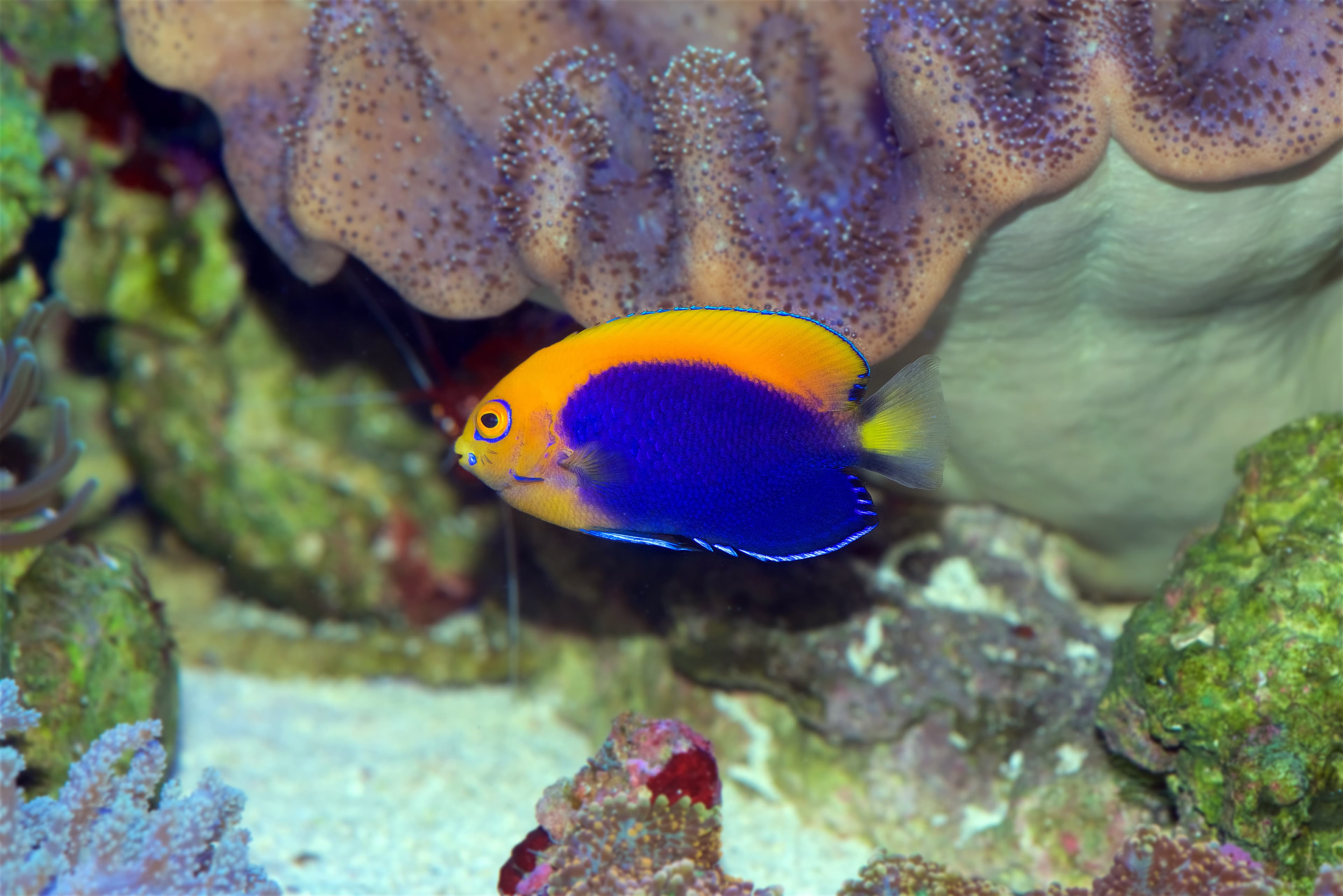 African Flameback Angelfish (Centropyge acanthops)