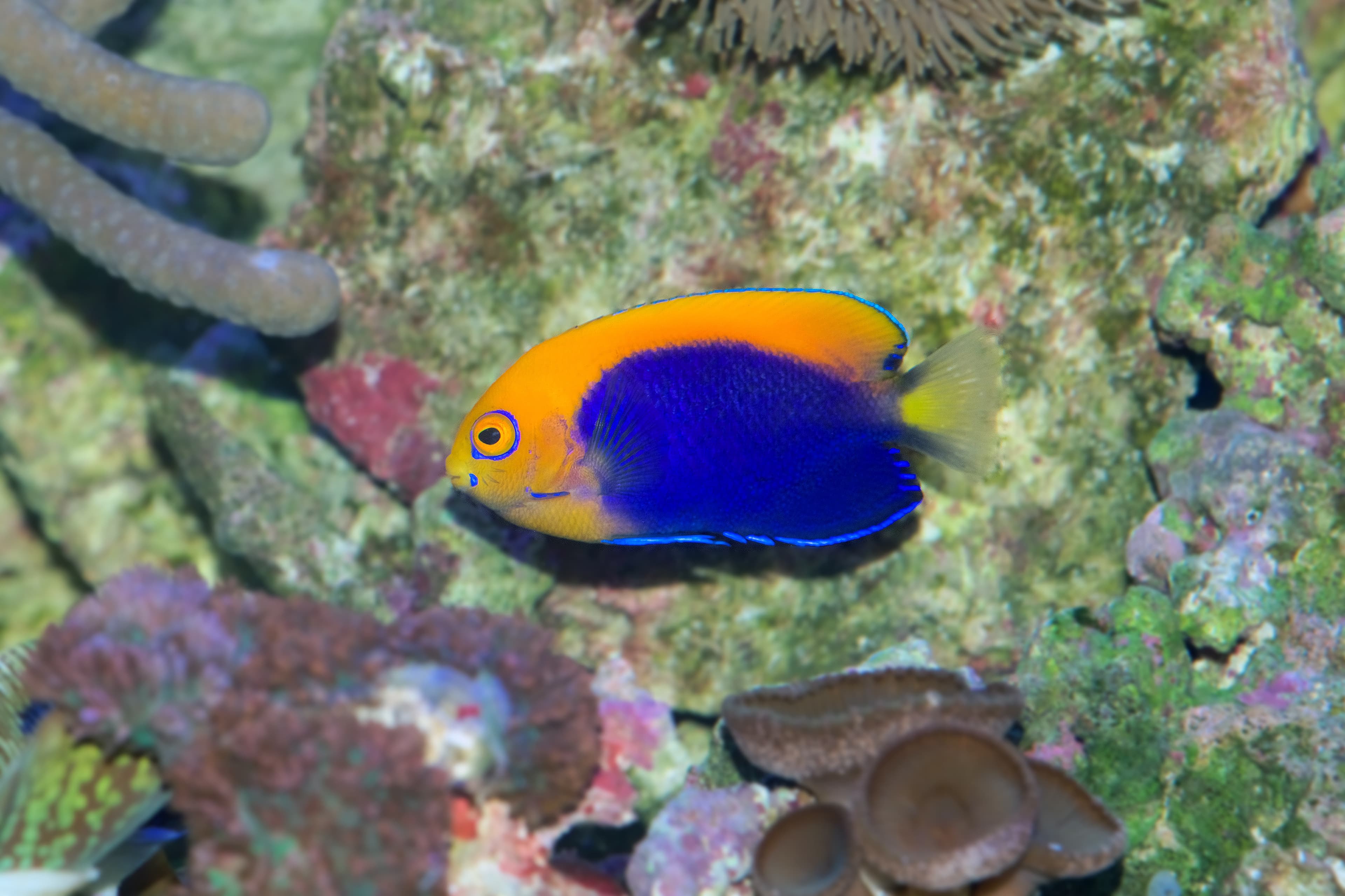 African Flameback Angelfish (Centropyge acanthops)