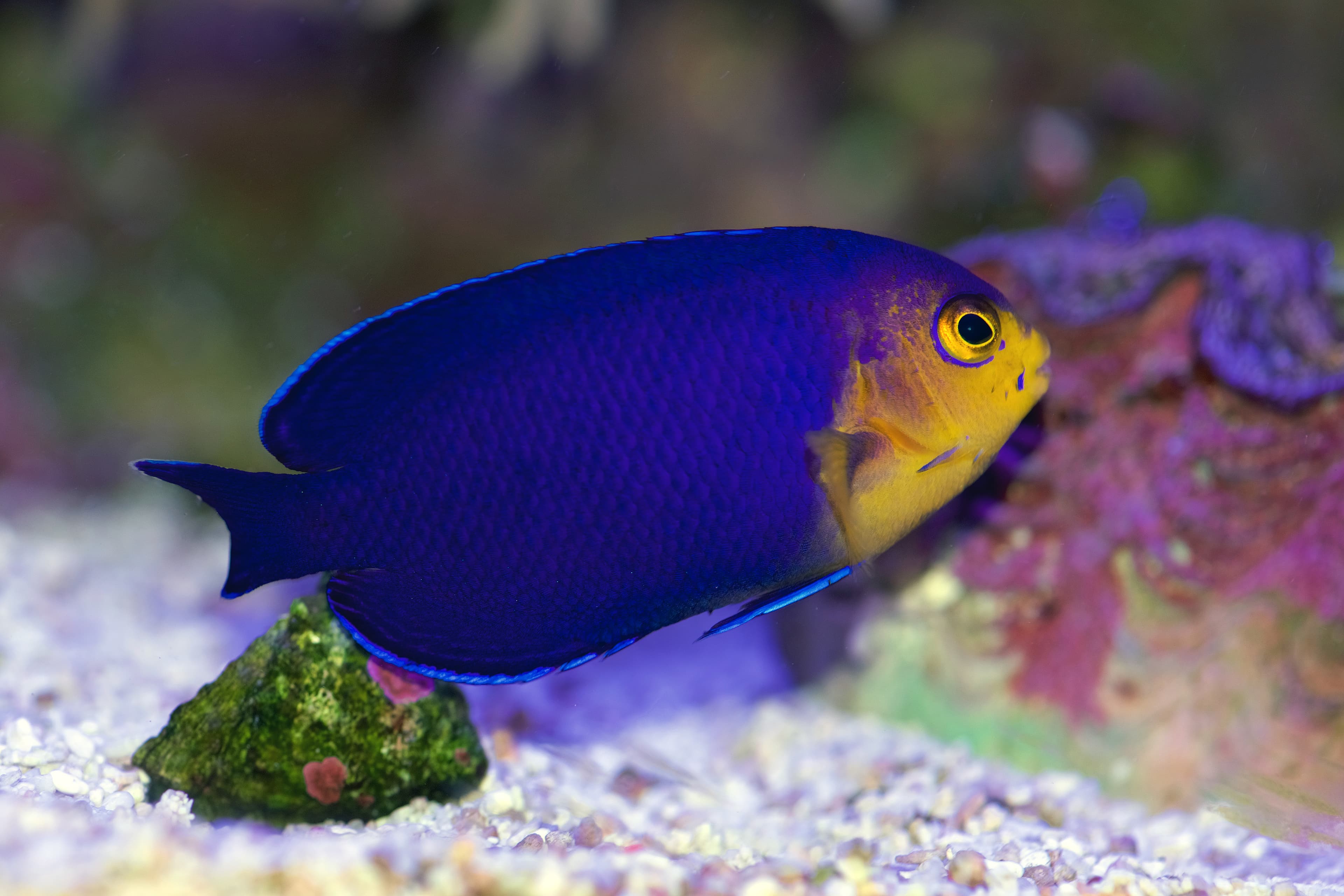 Cherub Angelfish (Centropyge argi) from the Caribbean