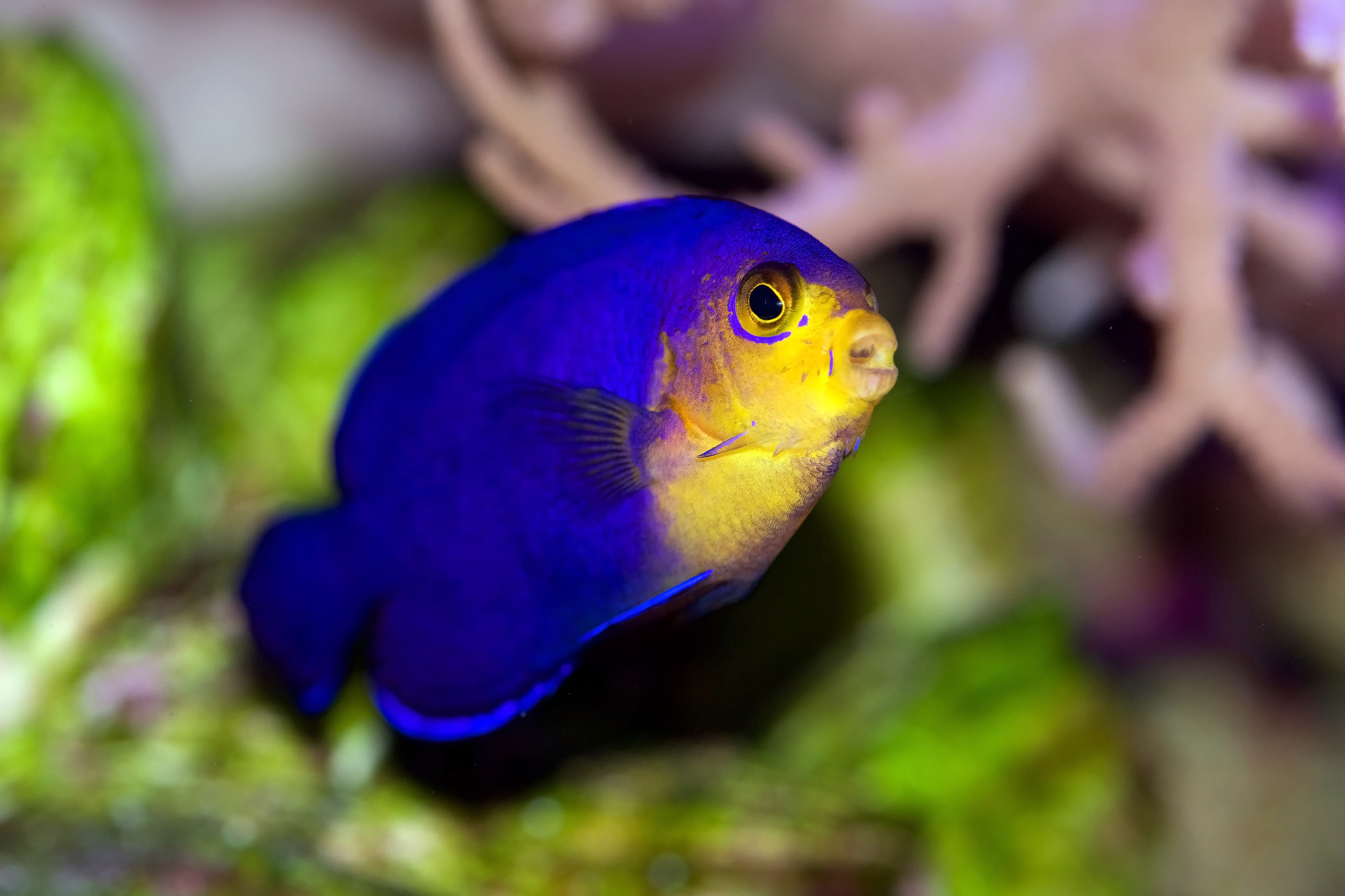 Cherub Angelfish (Centropyge argi) from the Caribbean