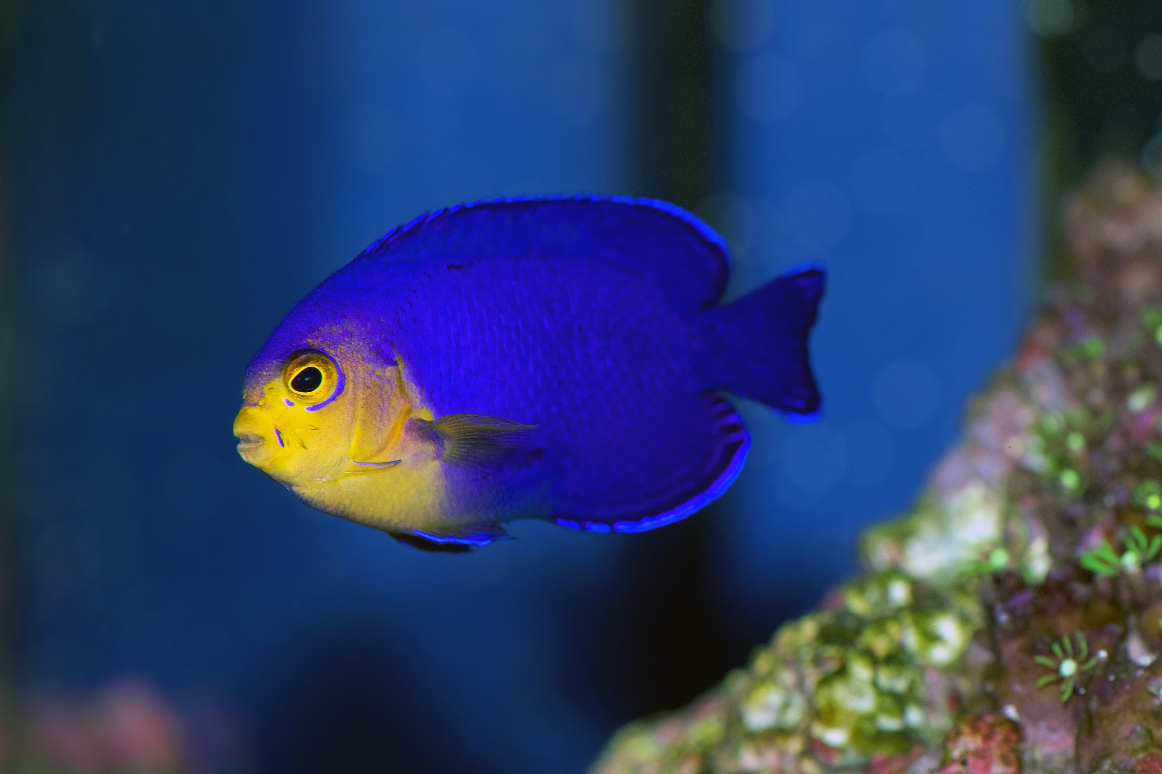 Cherub Angelfish (Centropyge argi) from the Caribbean