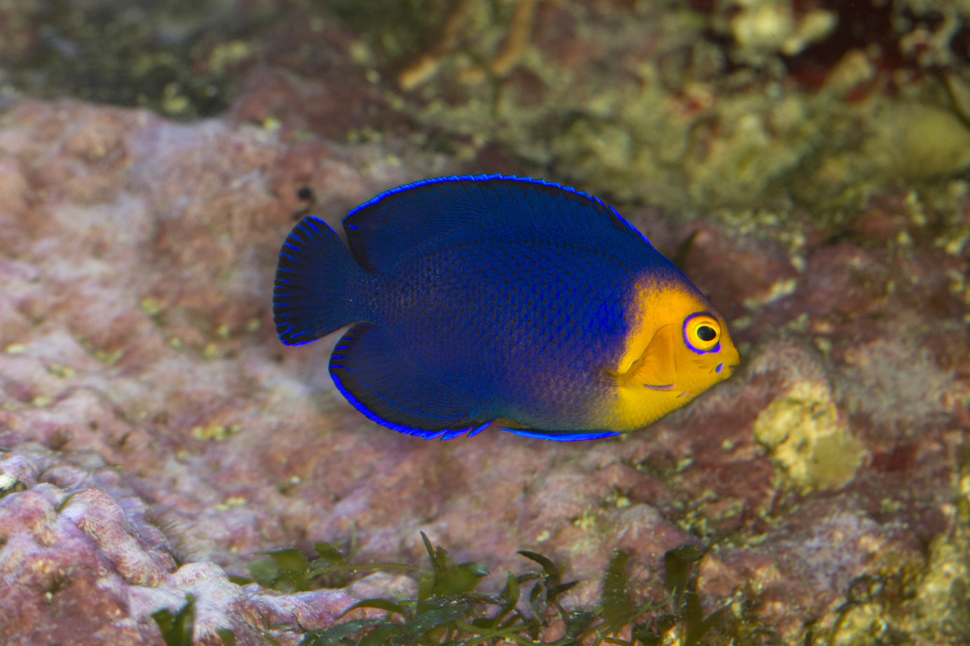 Pygmy or Cherub Angelfish (Centropyge argi)