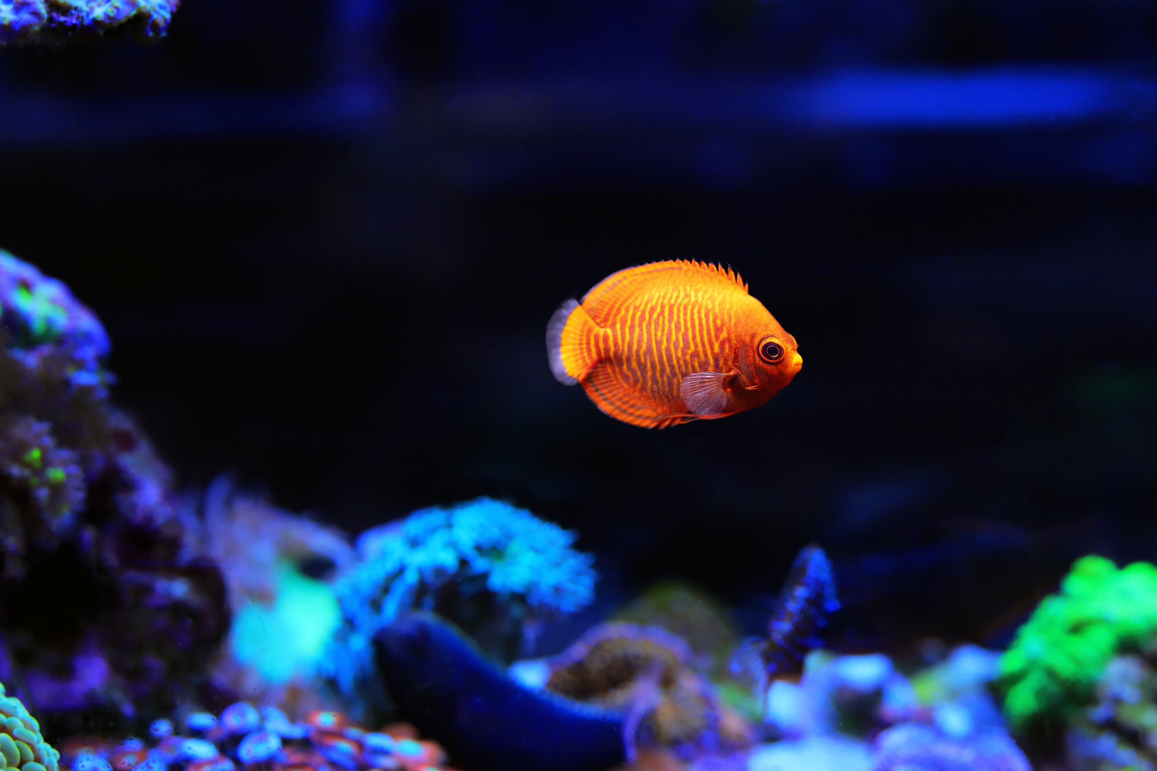 Golden Angelfish (Centropyge aurantia)