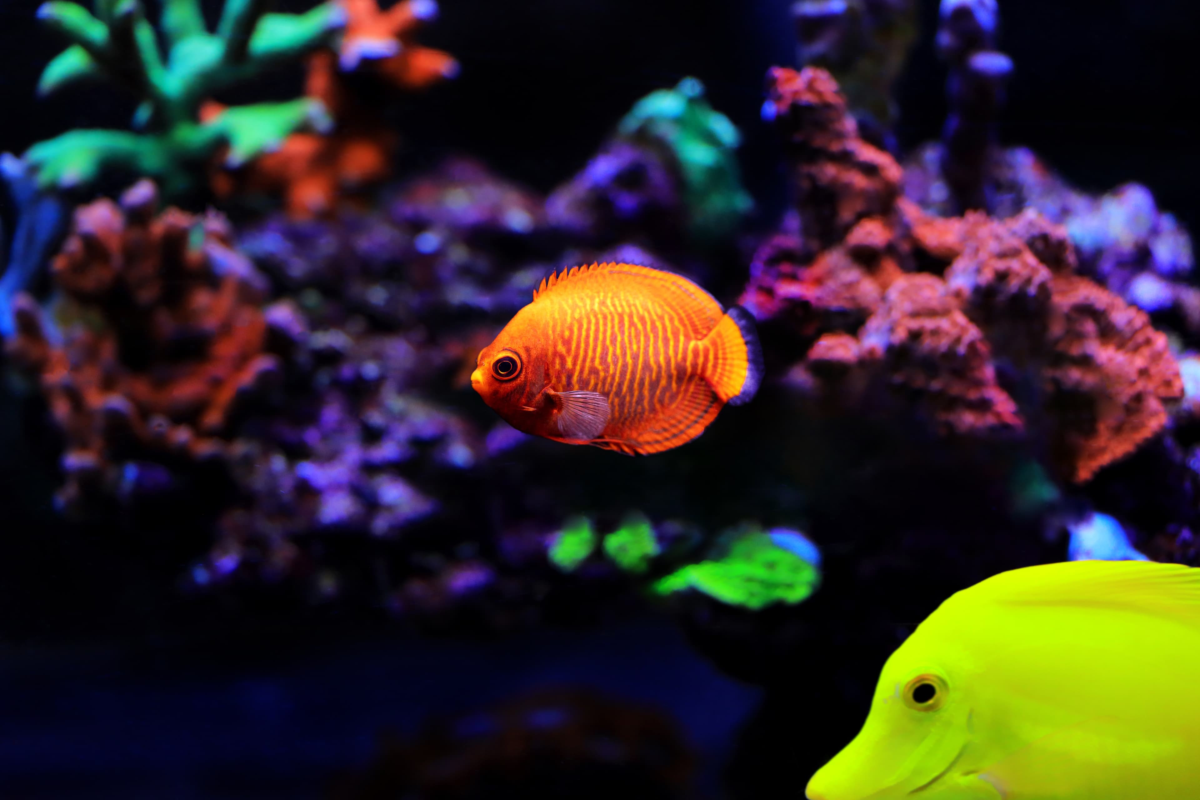 Golden Angelfish (Centropyge aurantia)