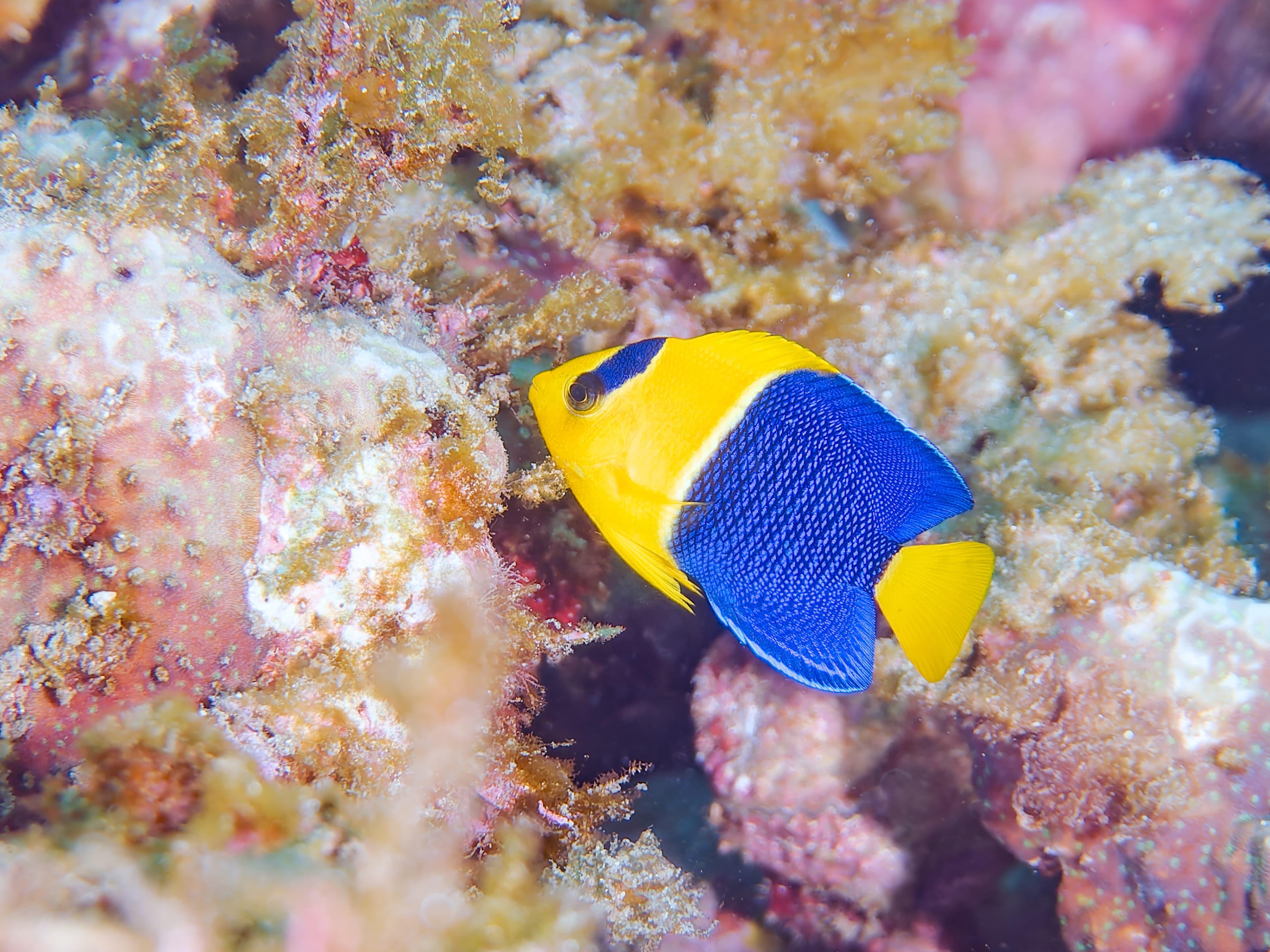 Bicolor Angelfish (Centropyge bicolor)