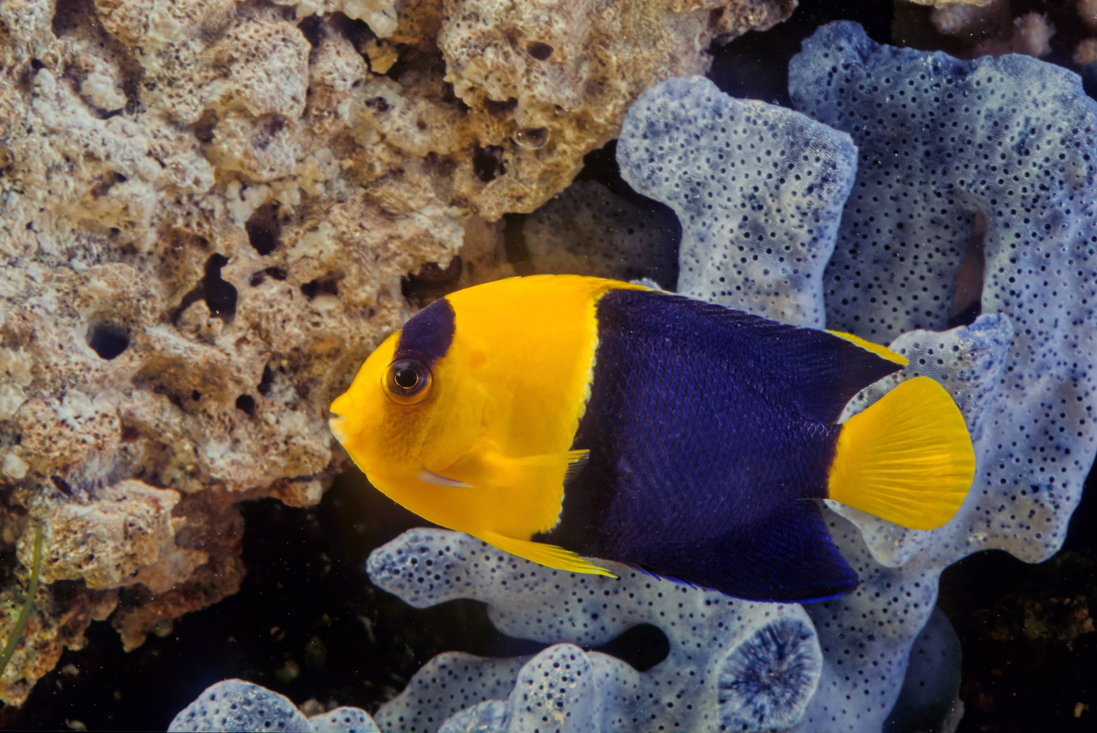 Bicolor Angelfish (Centropyge bicolor)