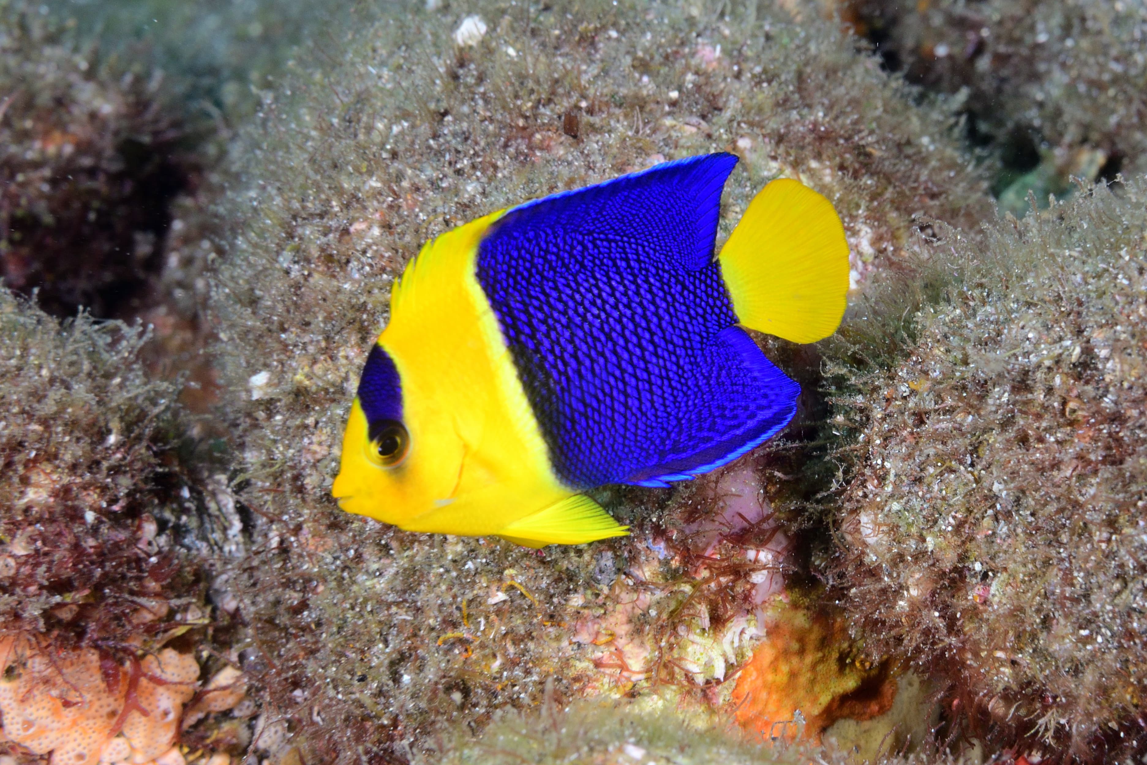 Bicolor Angelfish (Centropyge bicolor)