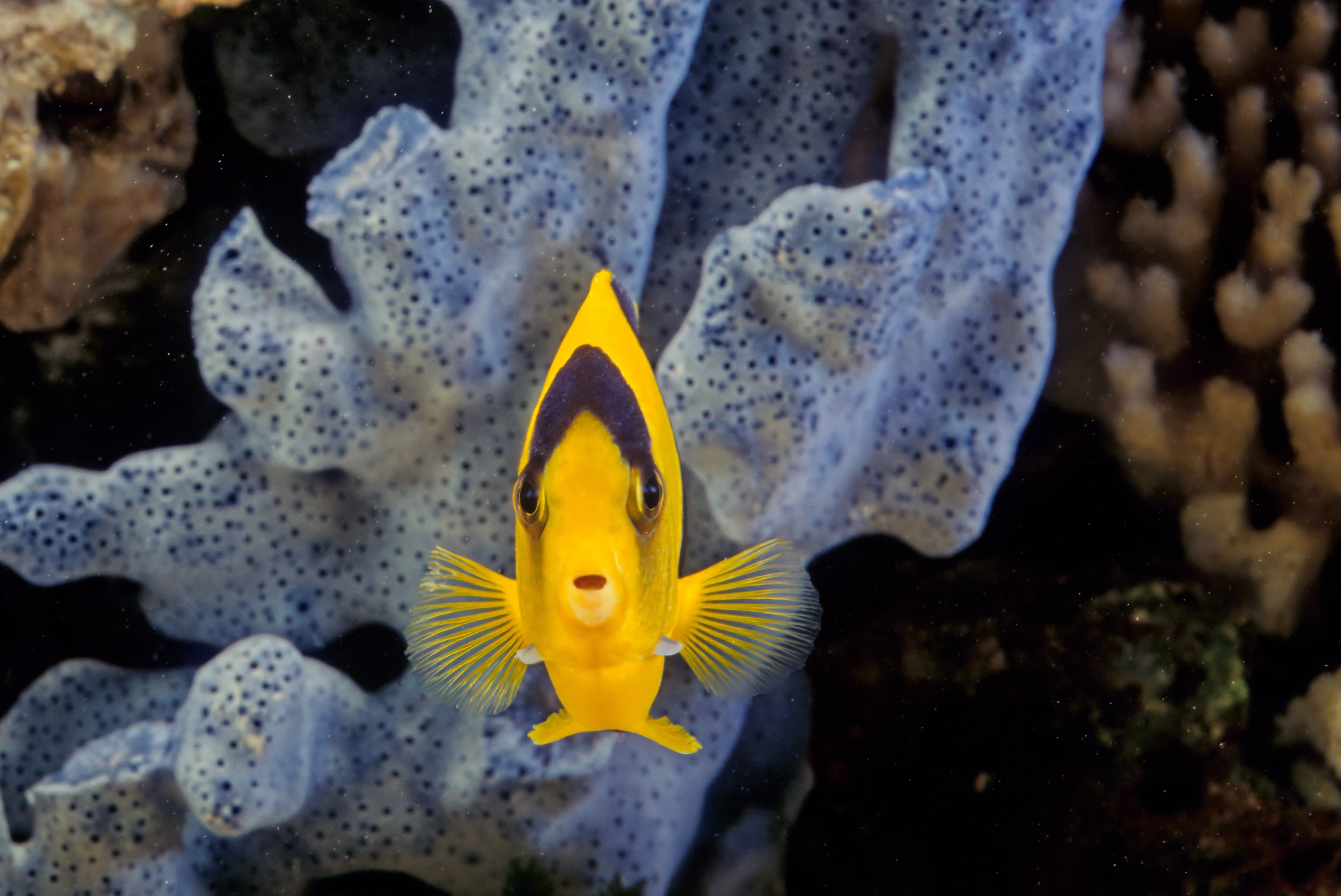 Bicolor Angelfish (Centropyge bicolor)