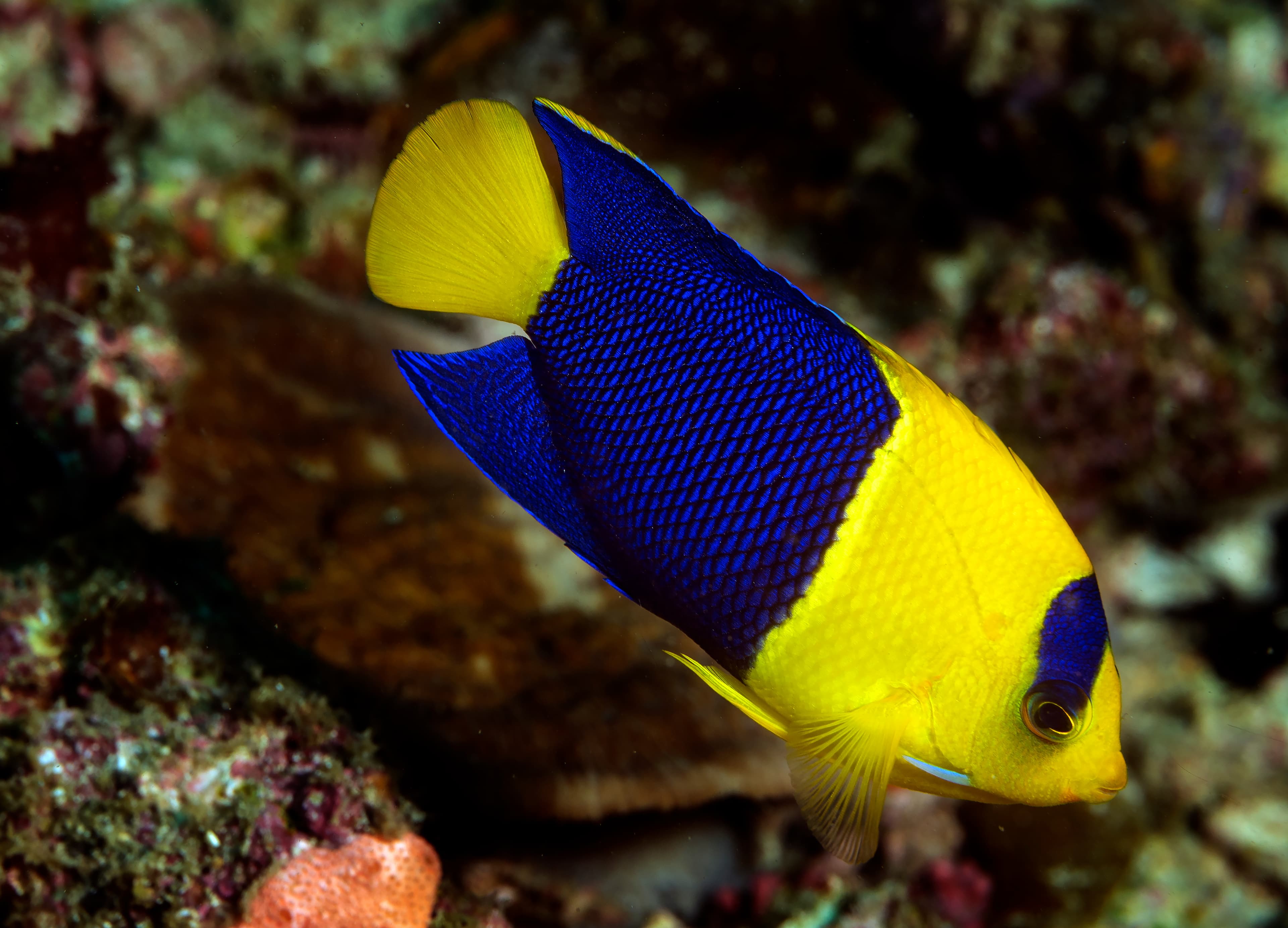 Bicolor Angelfish (Centropyge bicolor), Raja Ampat, Indonesia