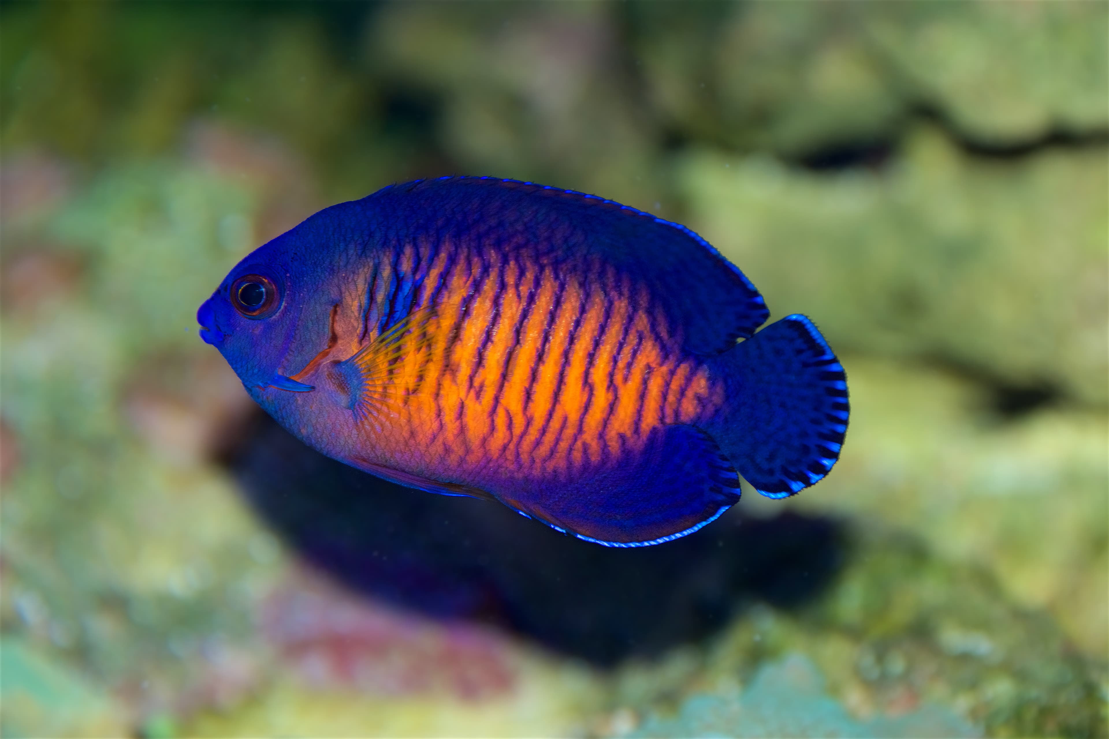 Coral Beauty Angelfish (Centropyge bispinosa)