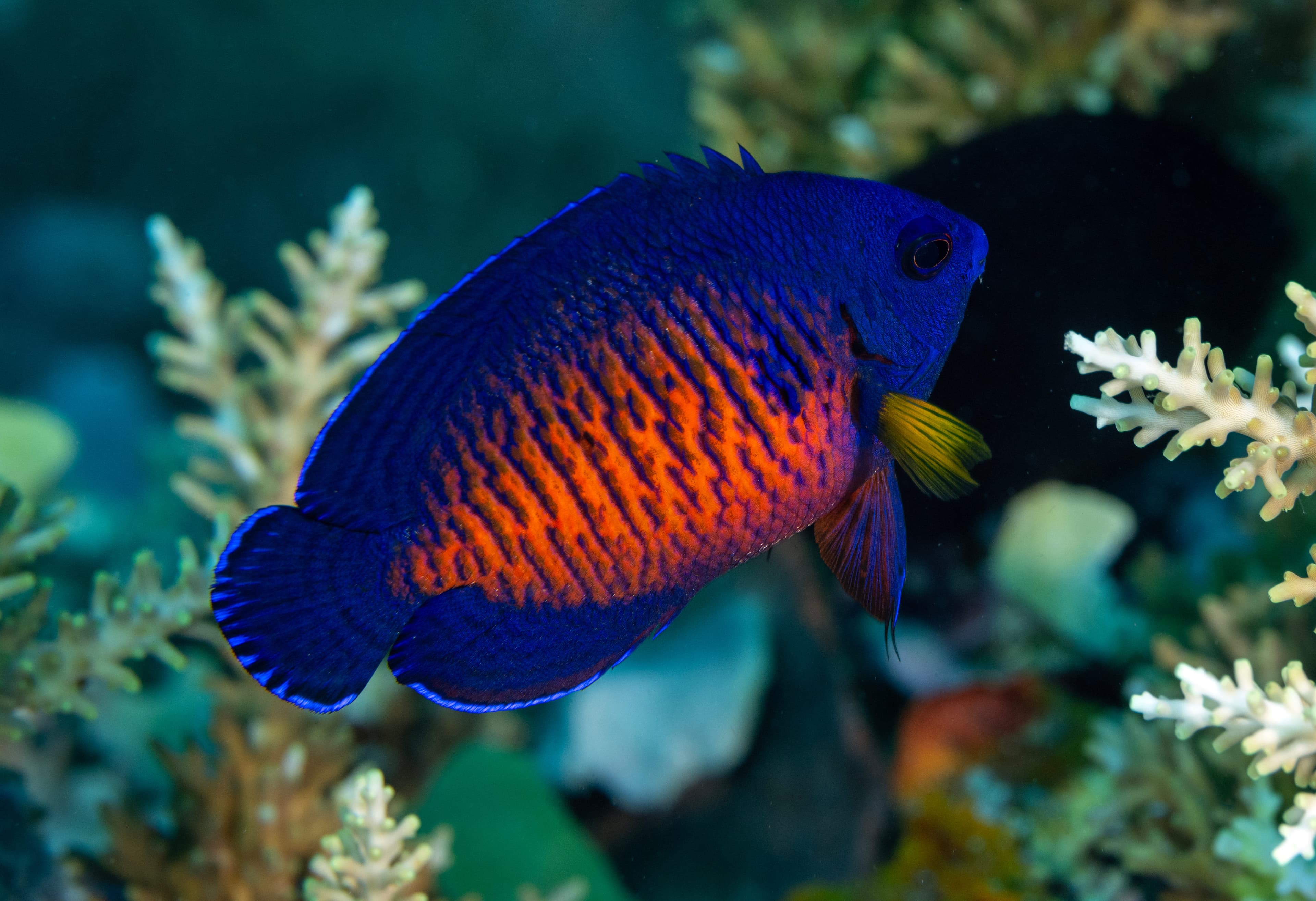 Coral Beauty Angelfish (Centropyge bispinosa), Raja Ampat, Indonesia