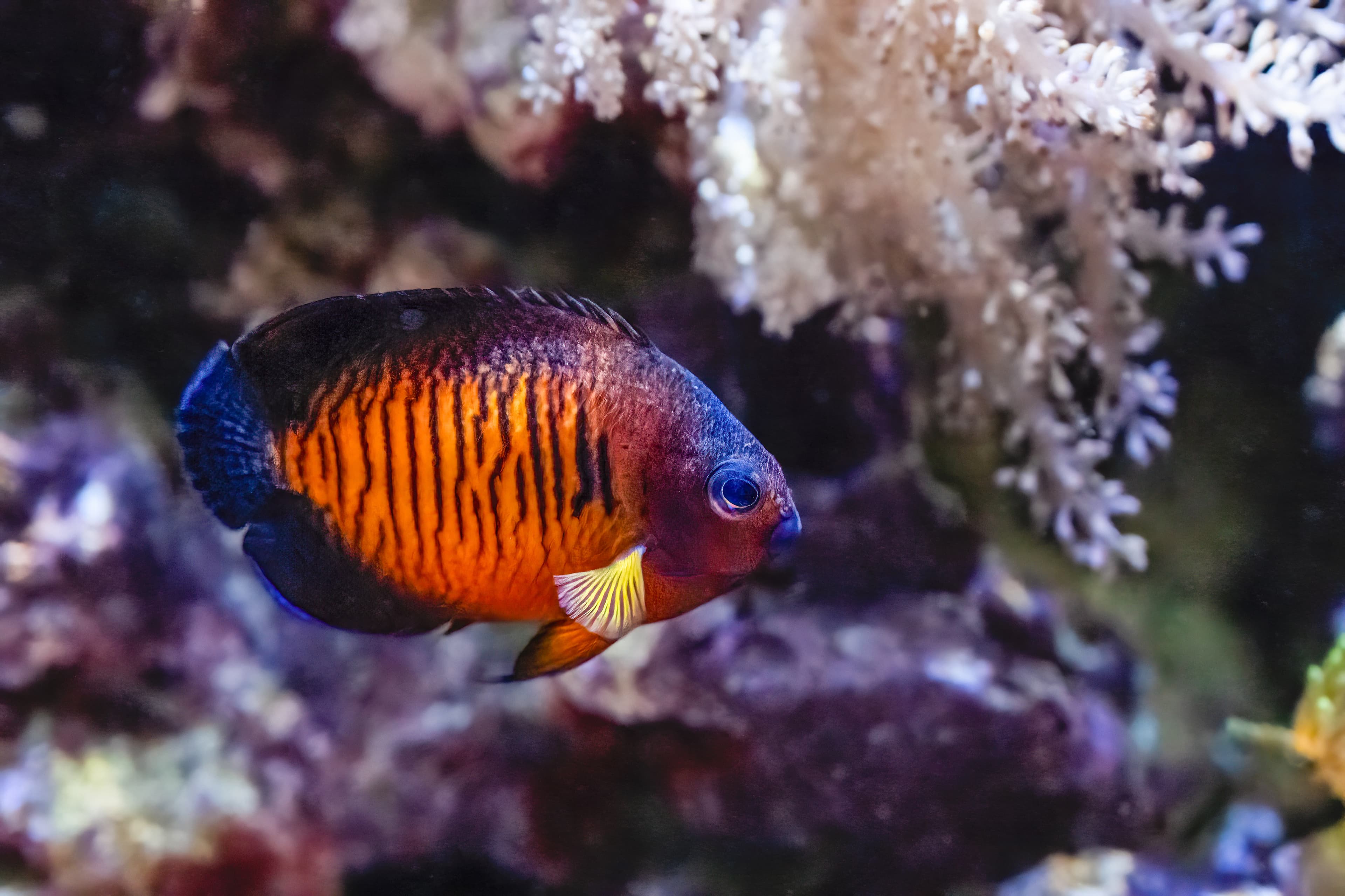 Two-spined Angelfish or Coral Beauty Angelfish (Centropyge bispinosa)