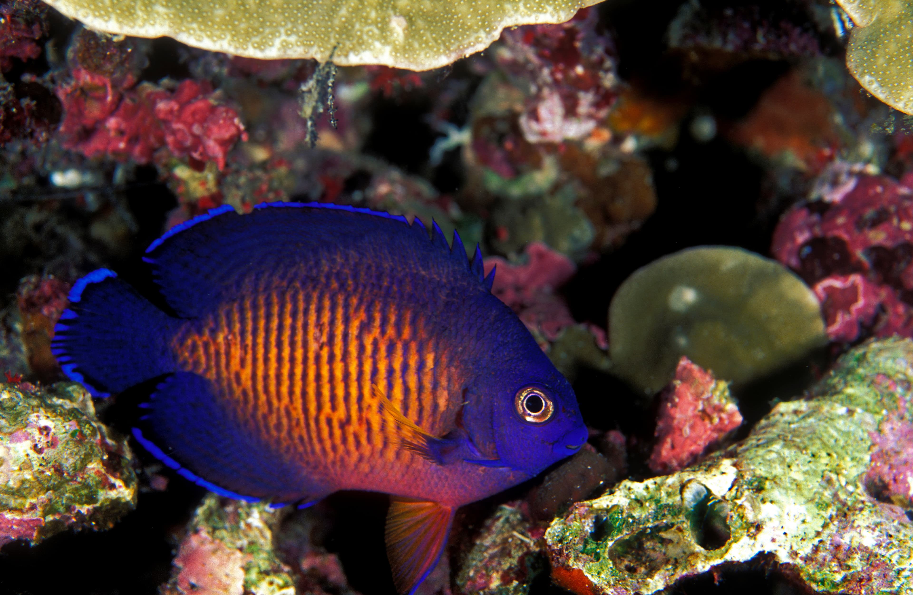 Coral Beauty Angelfish (Centropyge bispinosa), Sulawesi, Indonesia.