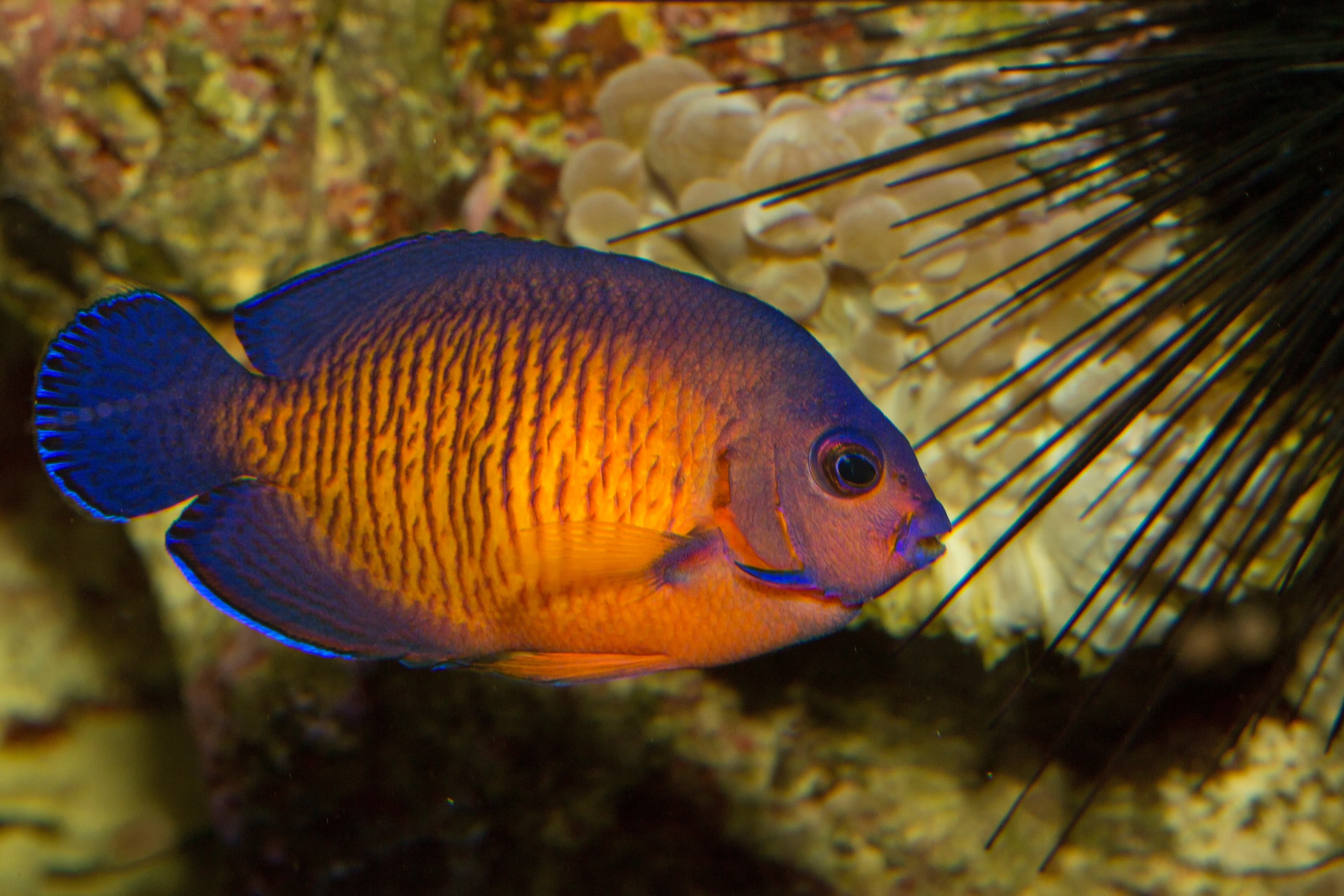 Coral Beauty Angelfish (Centropyge bispinosa)