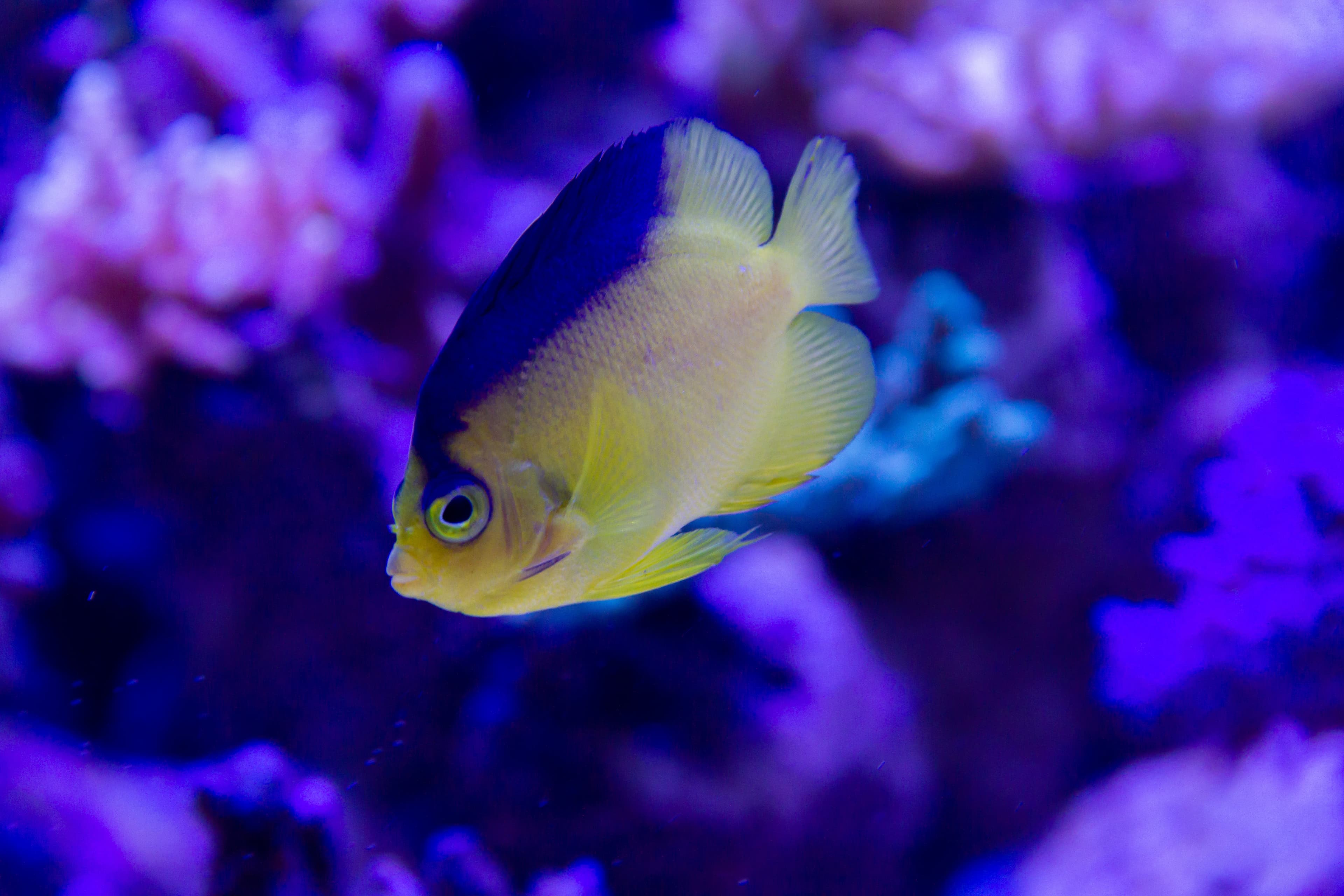 Colin’s Angelfish (Centropyge colini)