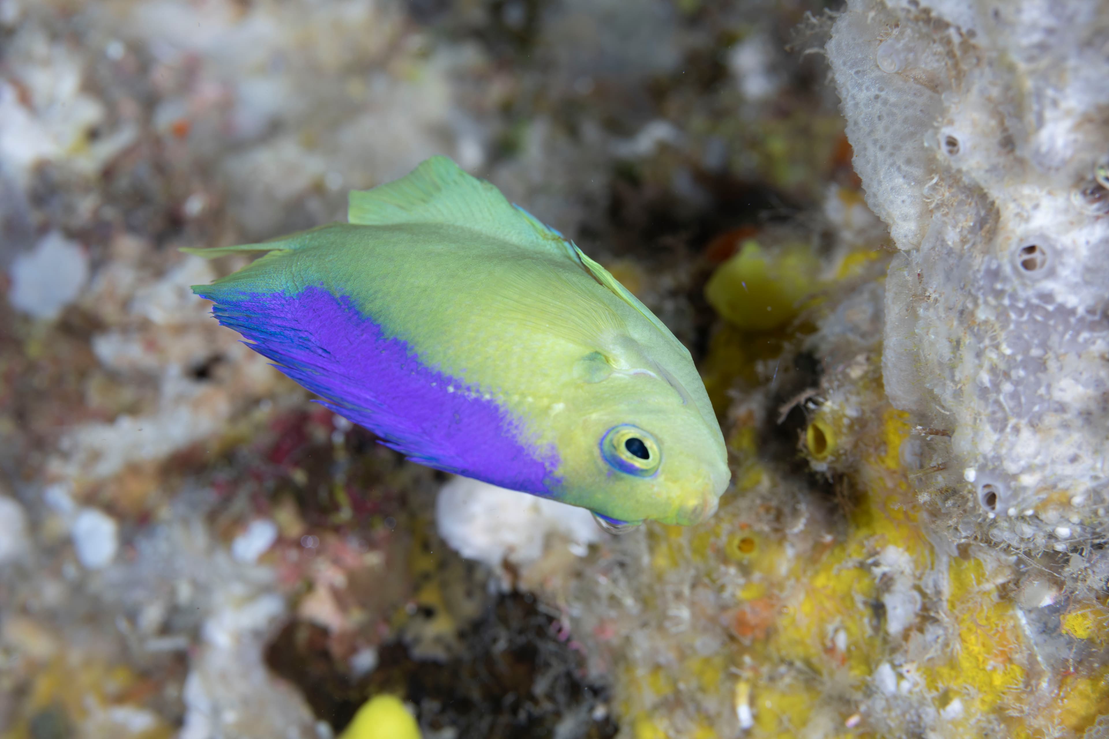 Colin’s Angelfish (Centropyge colini)