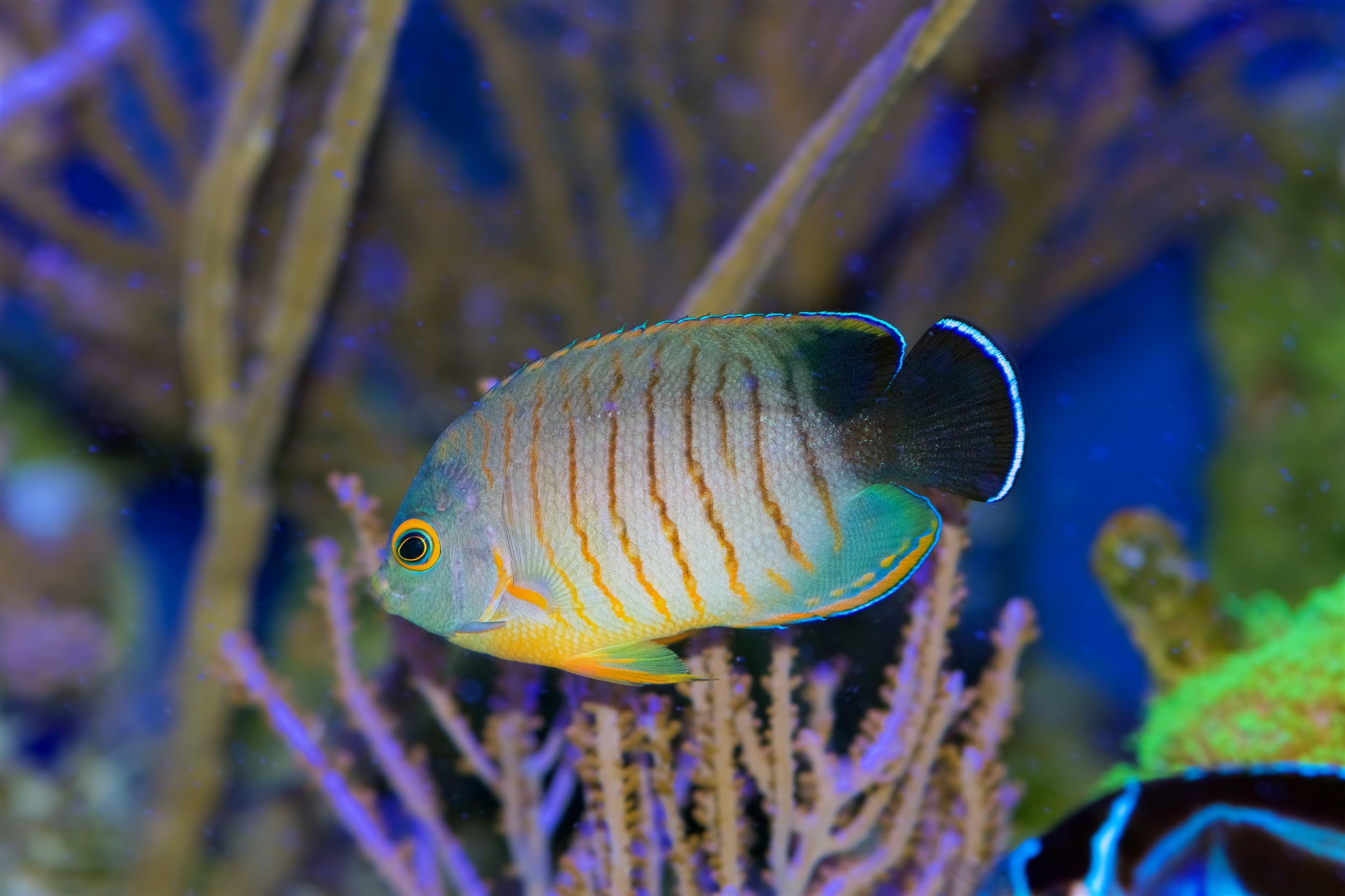 Eibli Angelfish (Centropyge eibli)