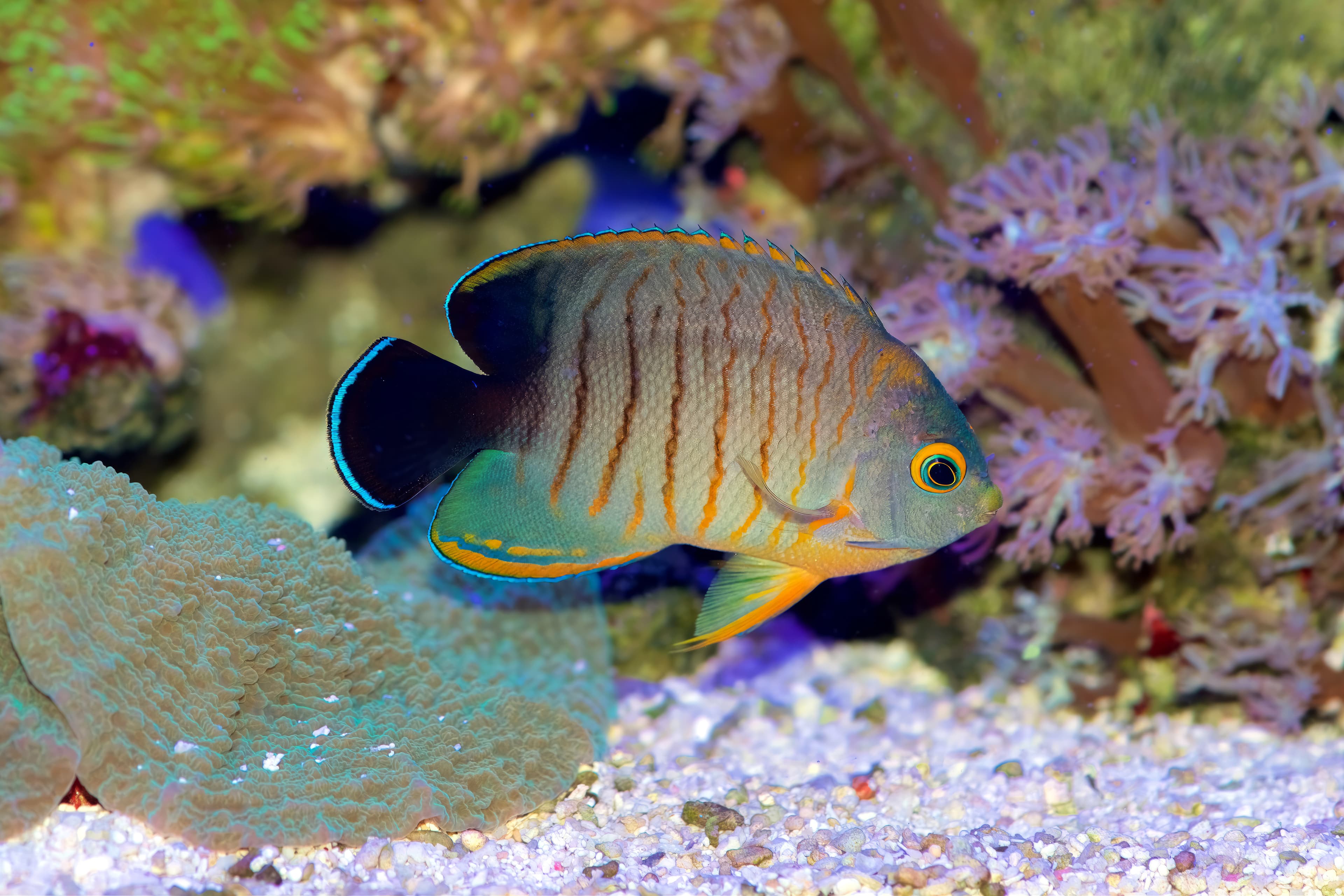 Eibli Angelfish (Centropyge eibli)