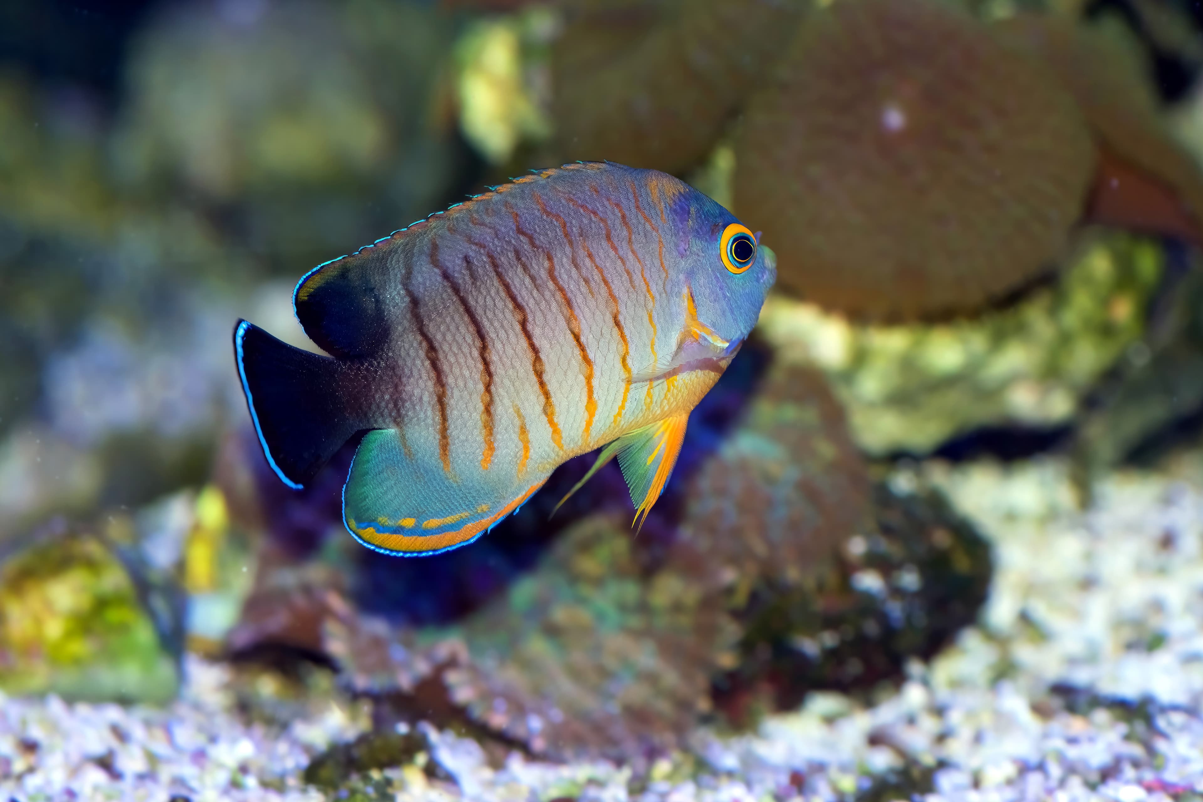 Eibli Angelfish (Centropyge eibli)