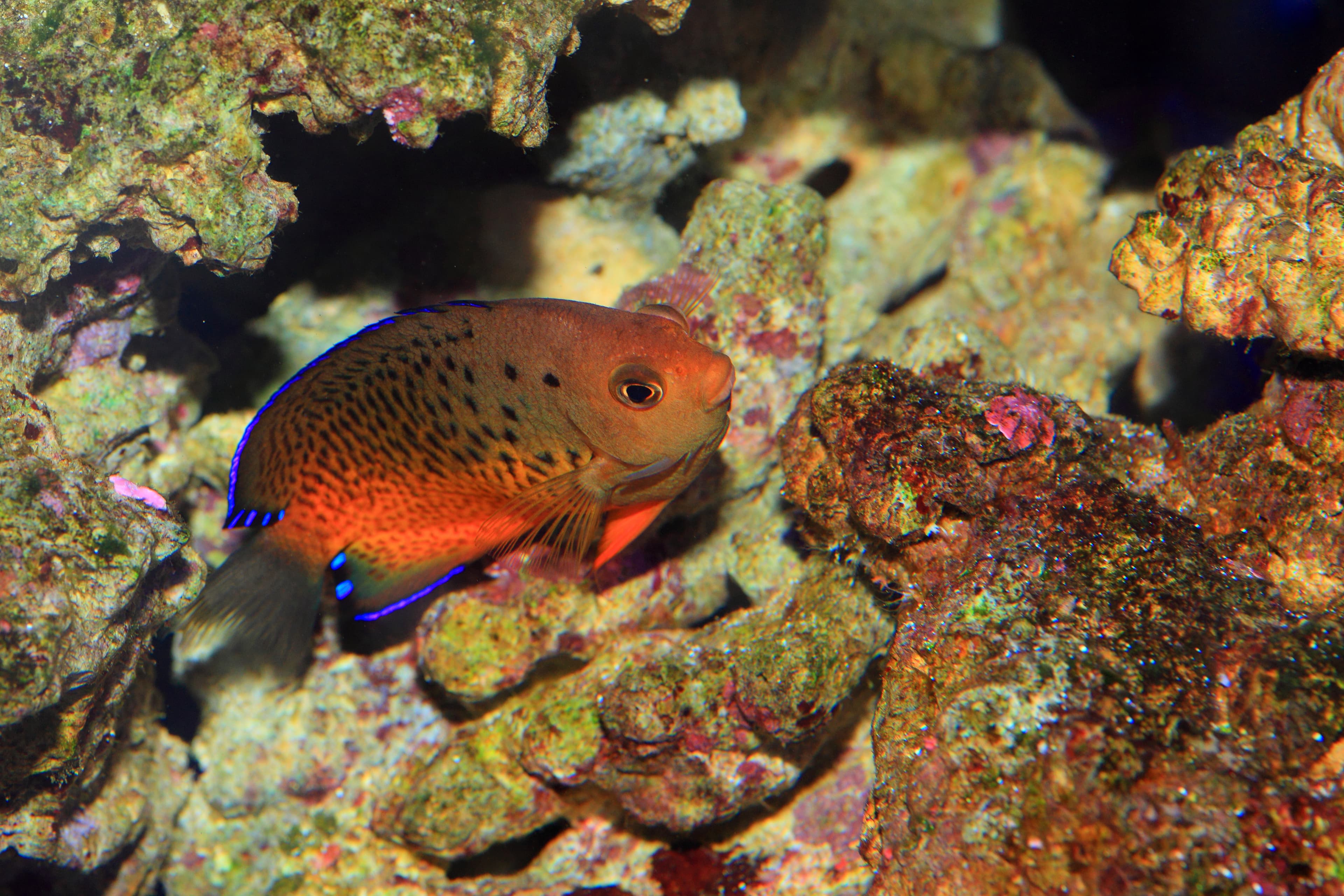 Rusty Angelfish (Centropyge ferrugata) in Japan