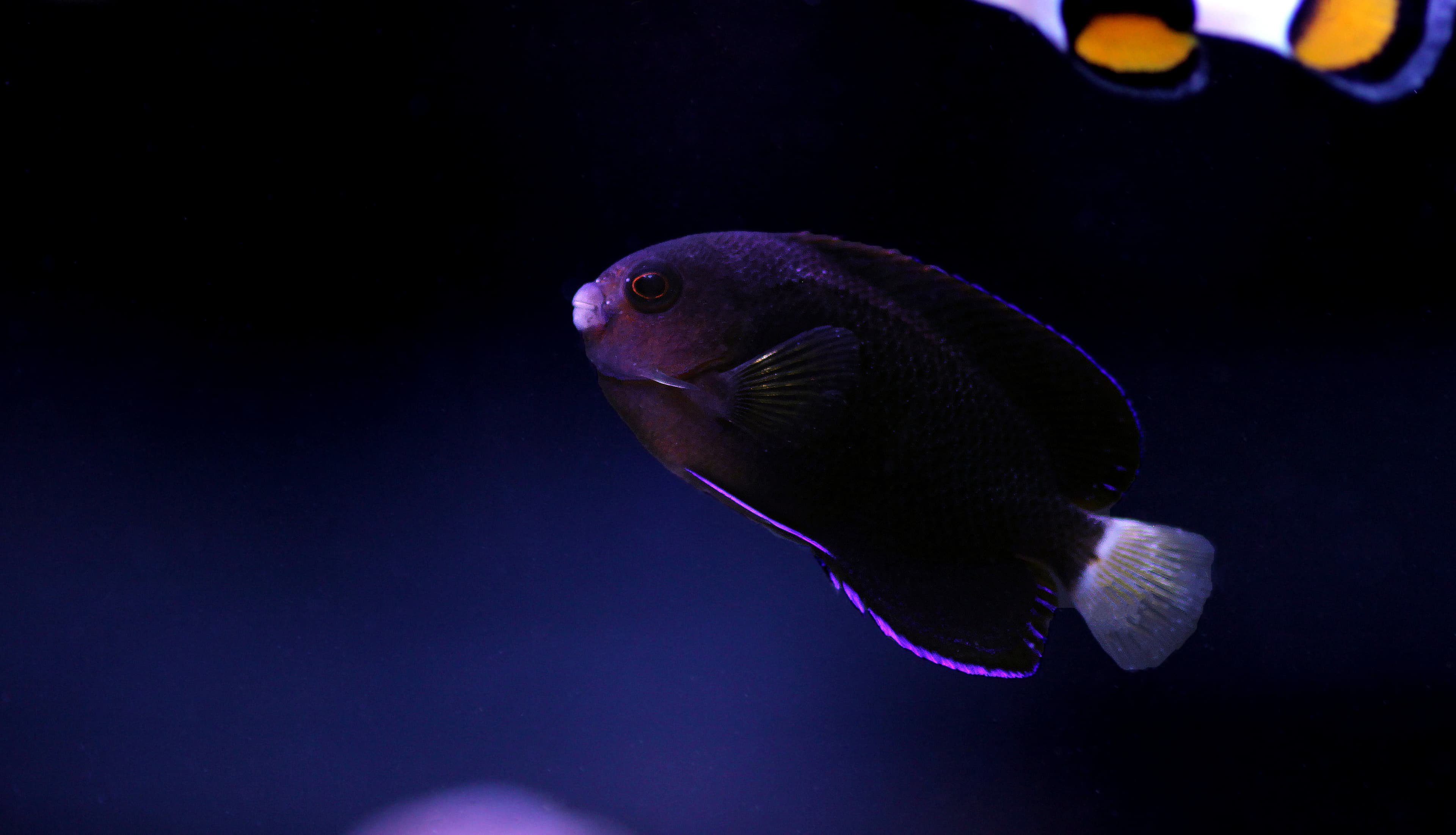 Fisher's Angelfish (Centropyge fisheri)