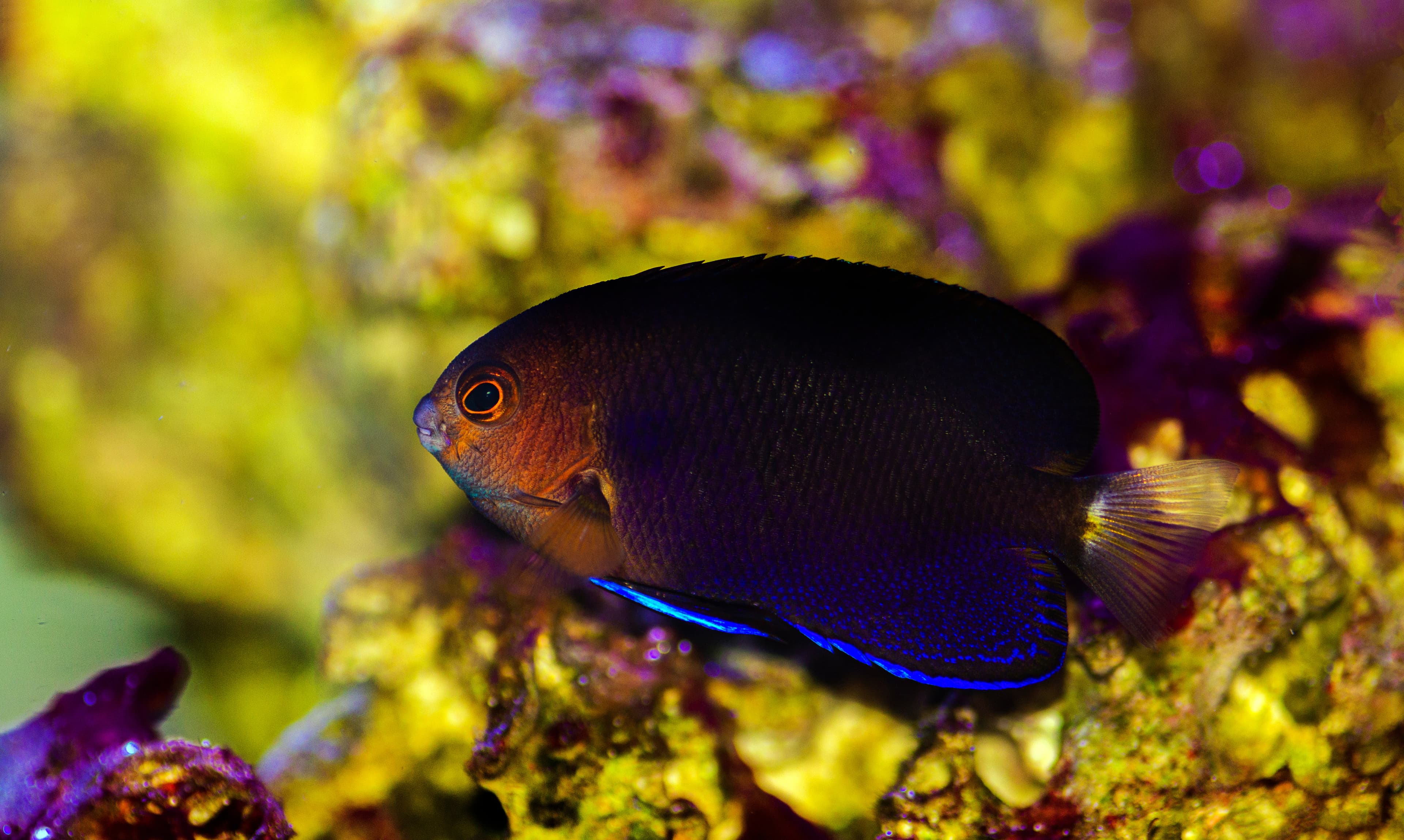 Fisher's Angelfish (Centropyge fisheri)