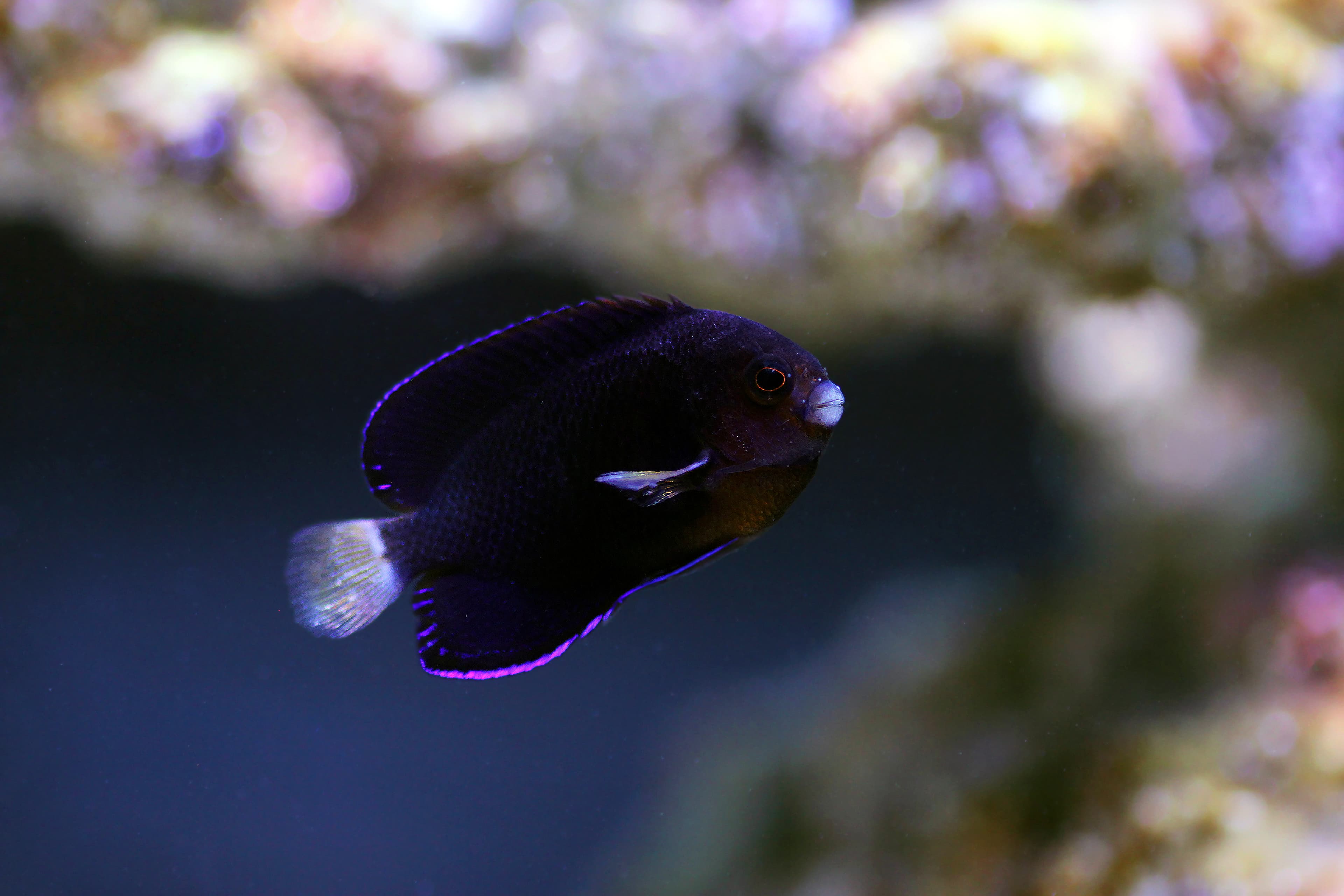 Fisher's Angelfish (Centropyge fisheri)