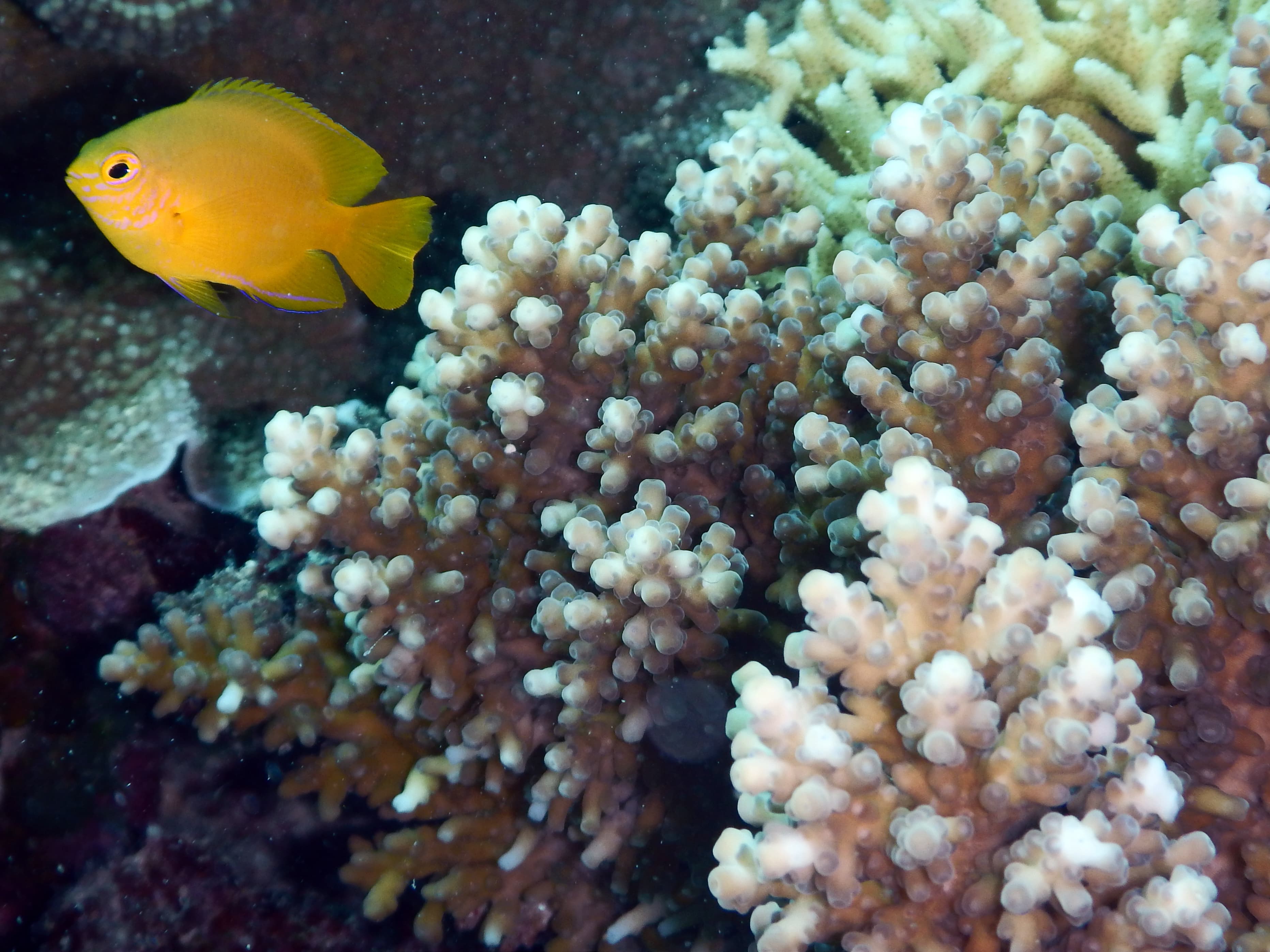 Herald's Angelfish (Centropyge heraldi)