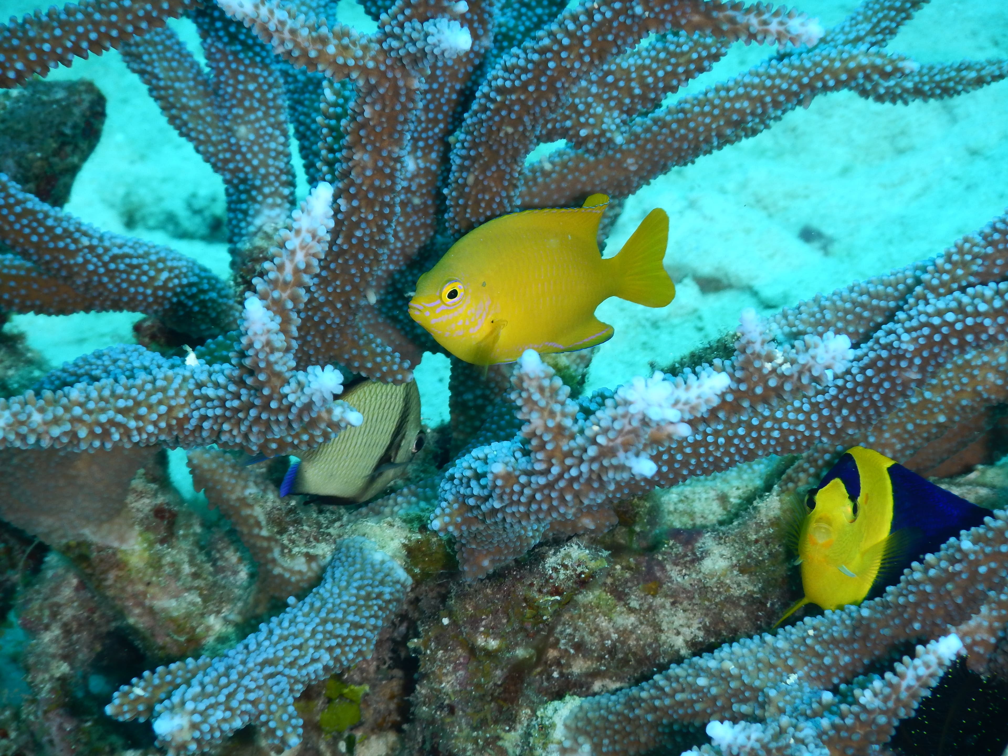 Angelfishes and a damsel in an Acropora sp.