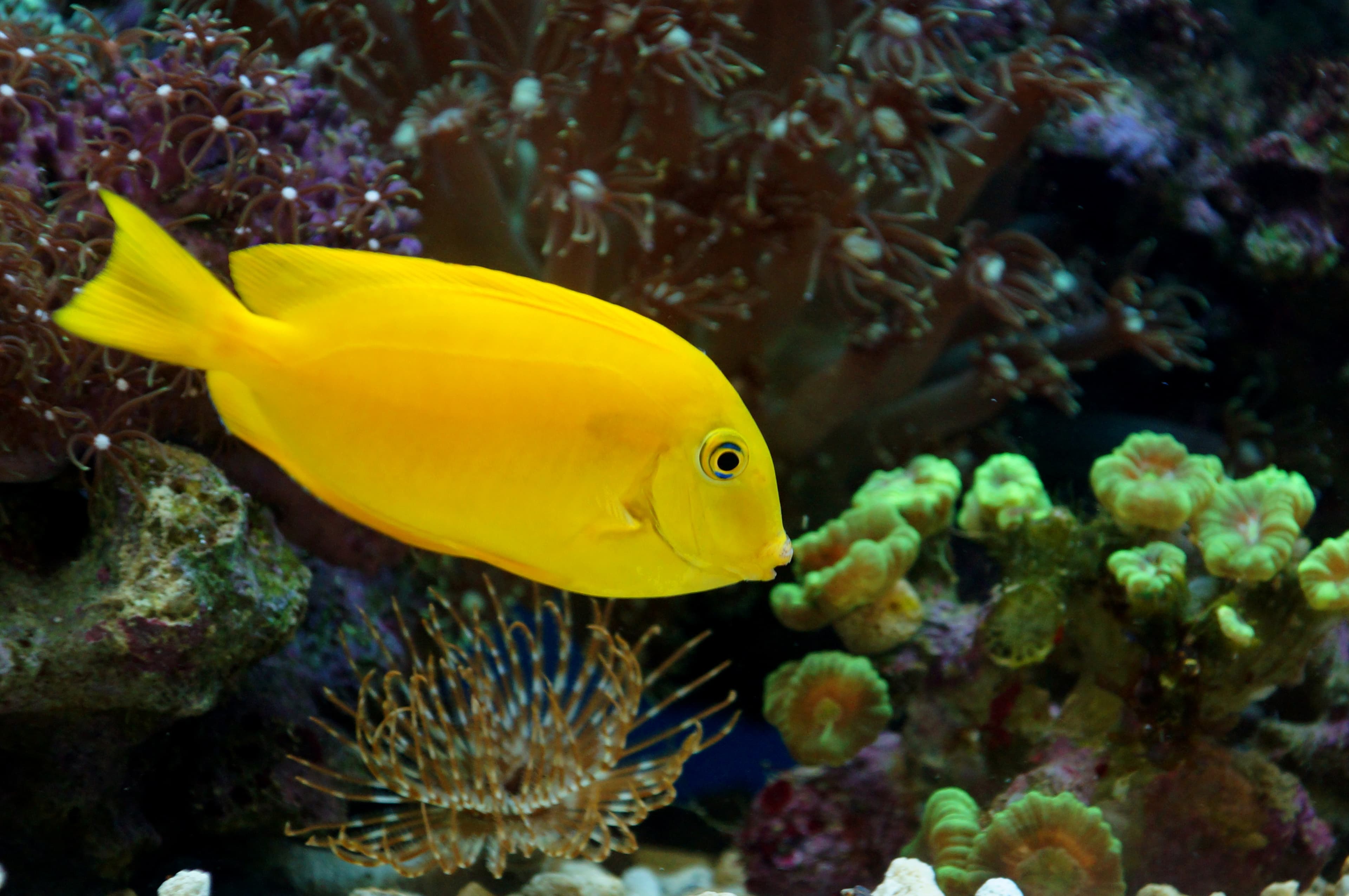 Herald's Angelfish (Centropyge heraldi)