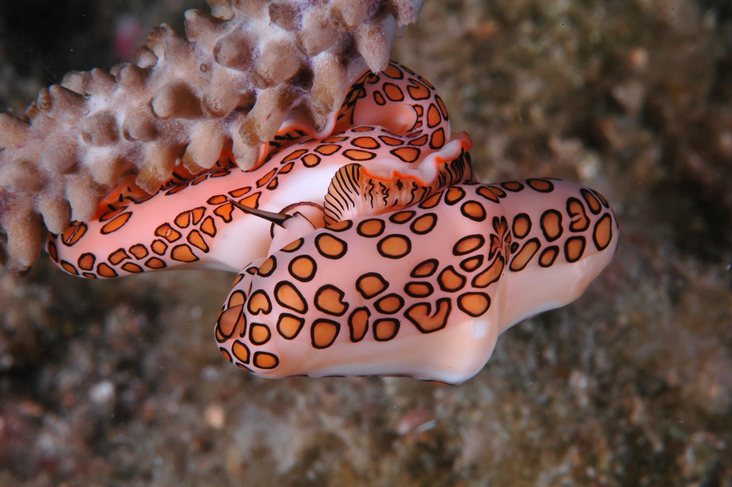 Flamingo Tongue Snail (Cyphoma gibbosum)