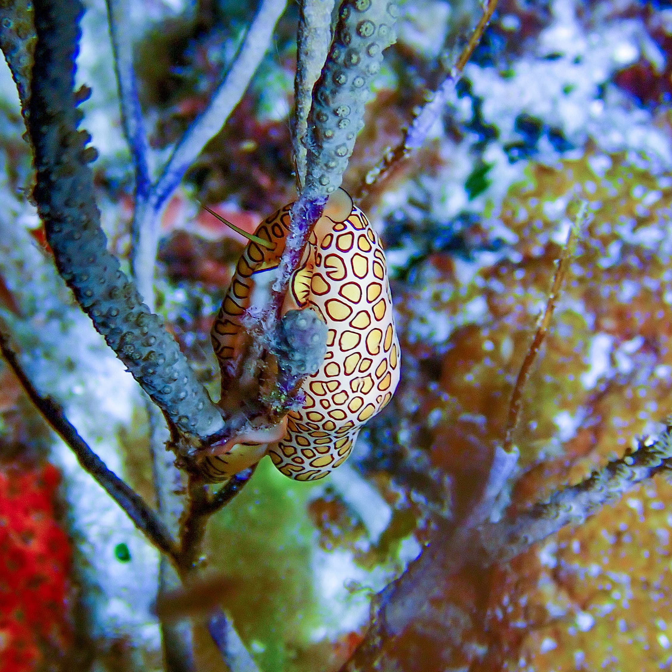 Flamingo Tongue Snail (Cyphoma gibbosum)