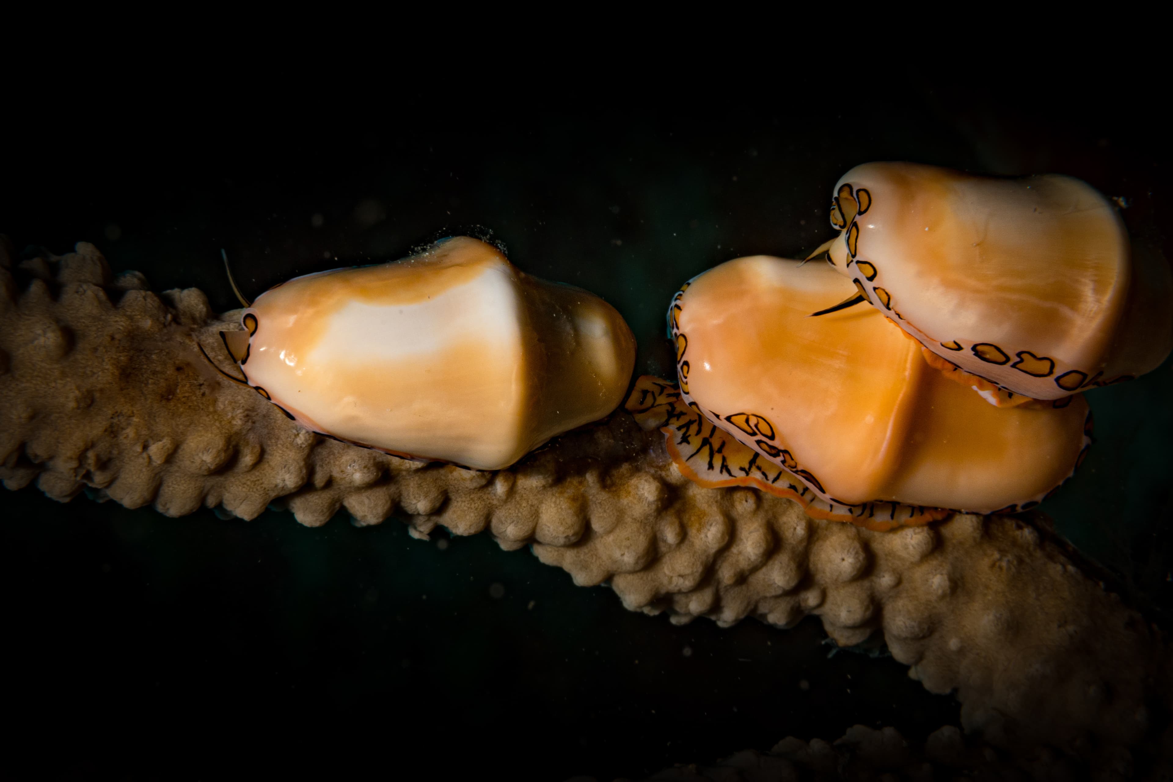 Flamingo Tongue Snails (Cyphoma gibbosum) mating, Sint Maarten