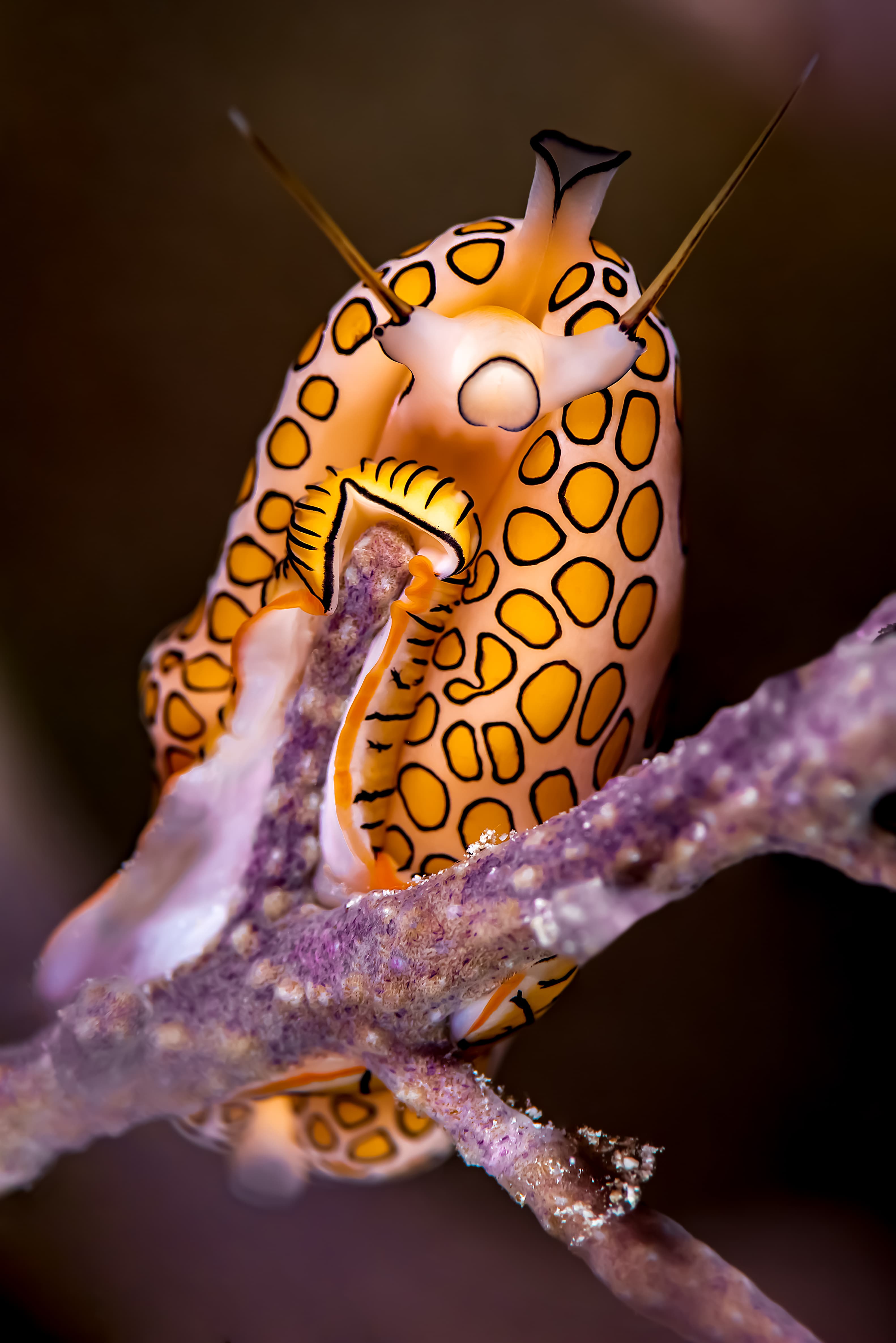 Flamingo Tongue Snail (Cyphoma gibbosum) close up