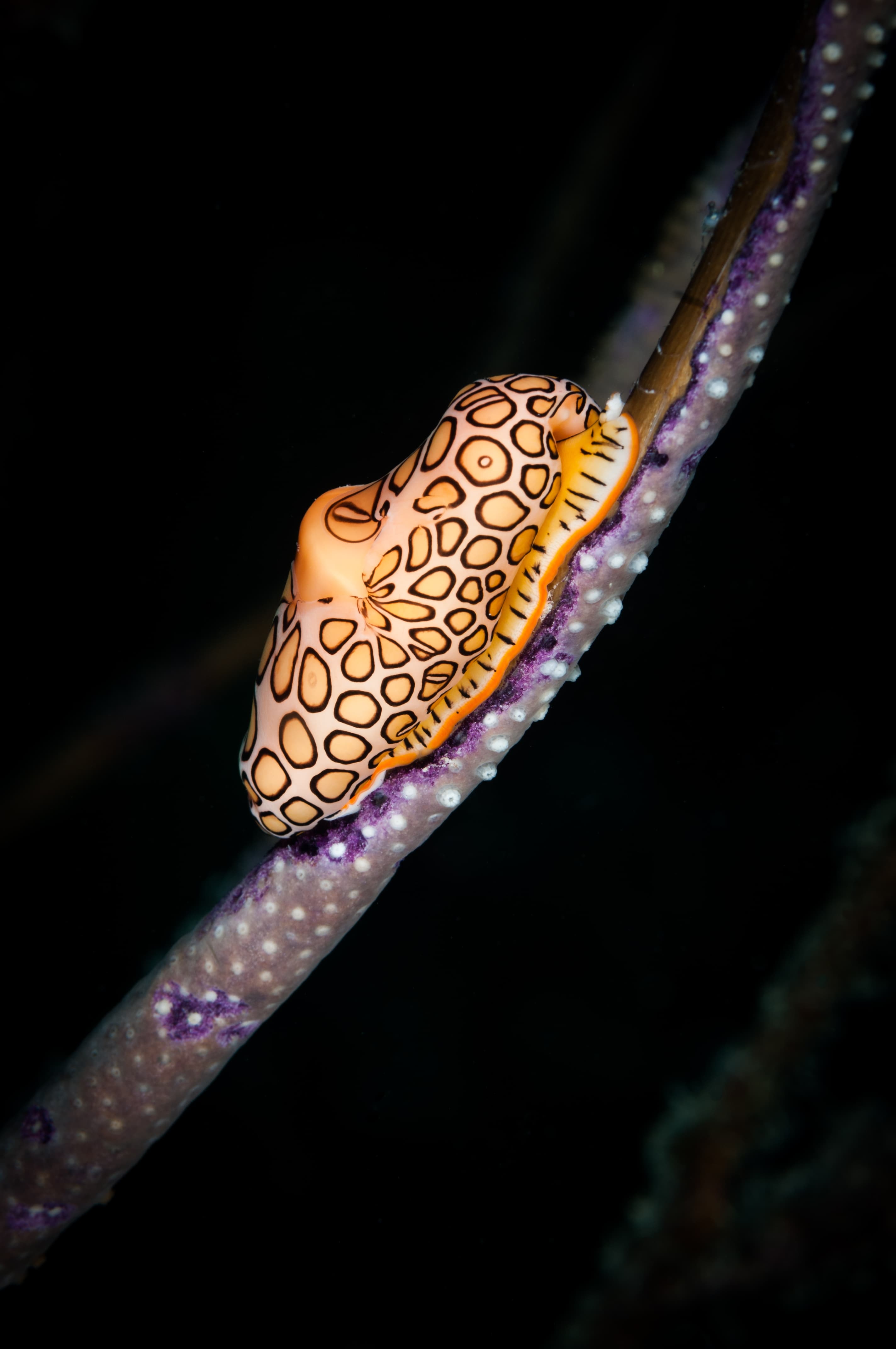 Flamingo Tongue Snail (Cyphoma gibbosum) on Gorgonian, Bonaire, Netherlands Antilles