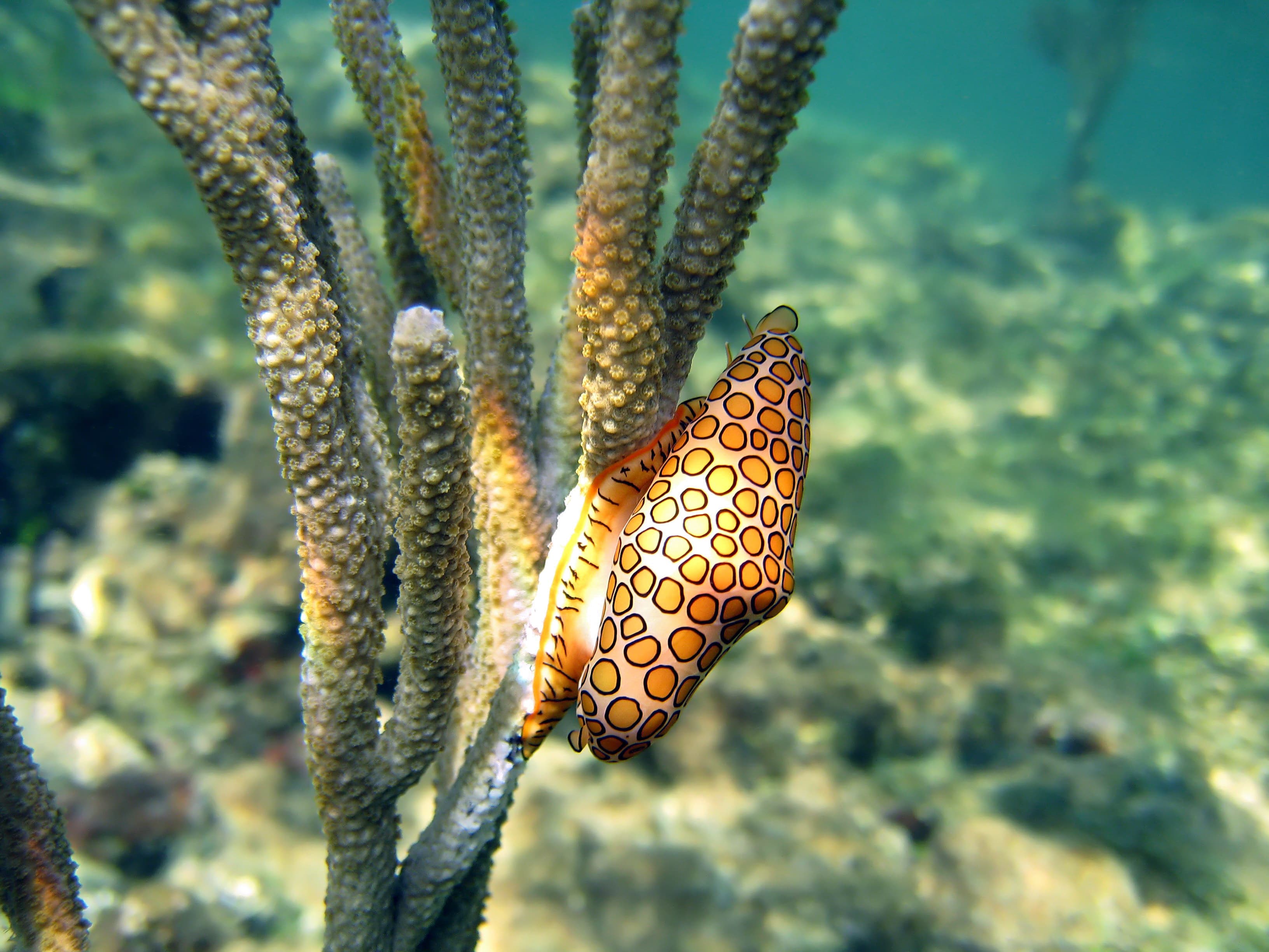 Flamingo Tongue Snail (Cyphoma gibbosum)l, Caribbean Sea