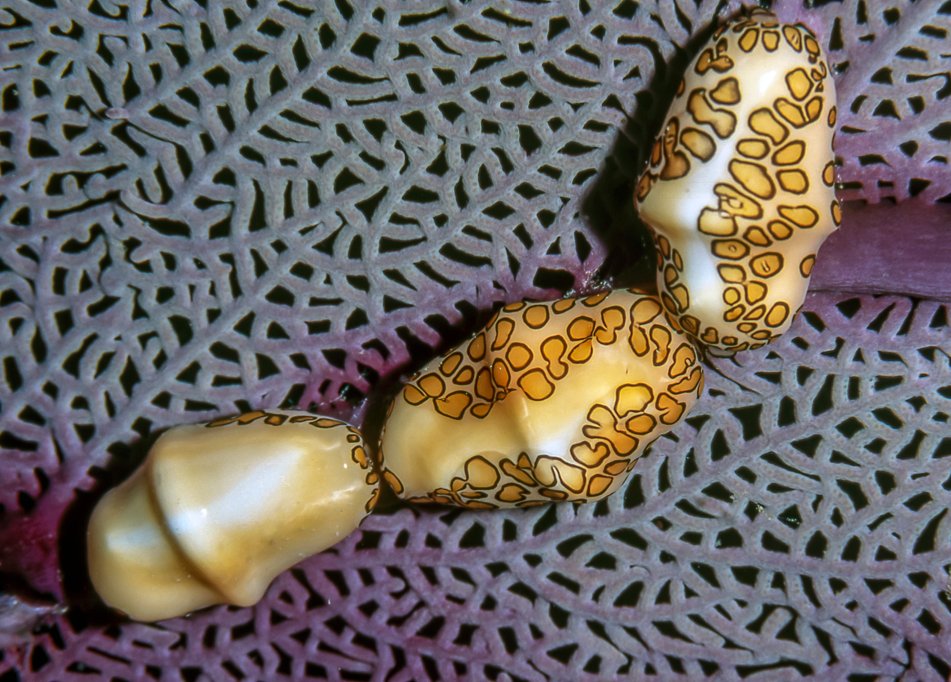 Flamingo Tongue Snails (Cyphoma gibbosum)