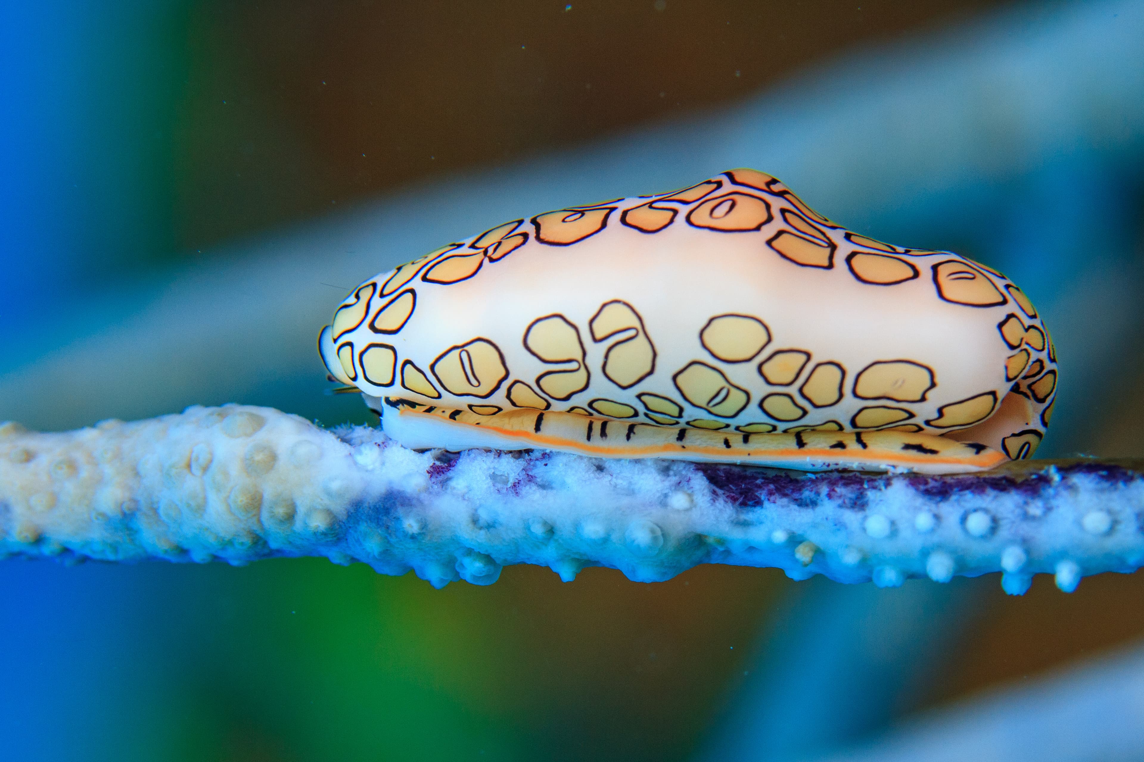 Flamingo Tongue Snail (Cyphoma gibbosum)