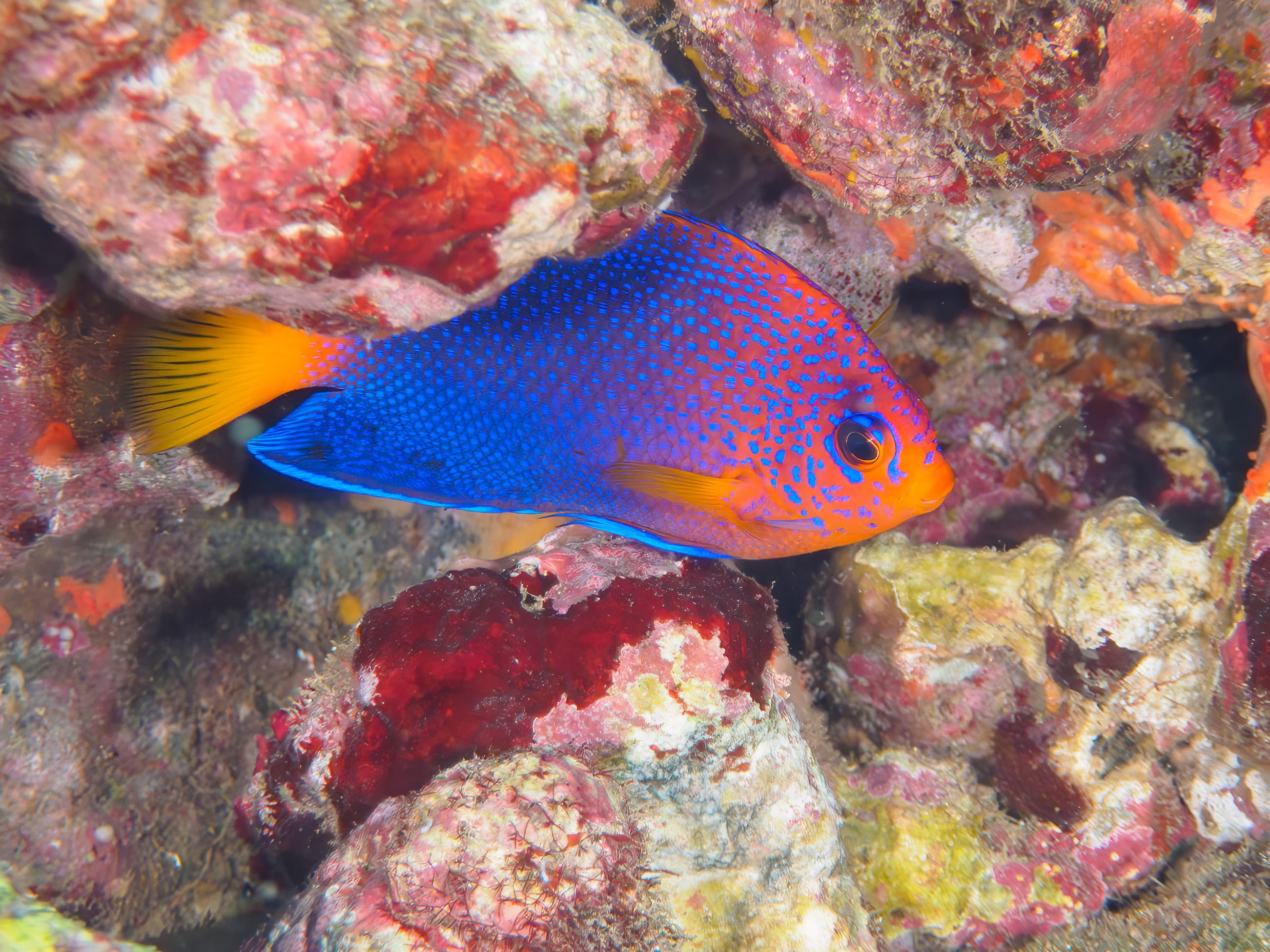 The Beautiful Japanese Angelfish (Centropyge interruptus), Hirizohama Beach