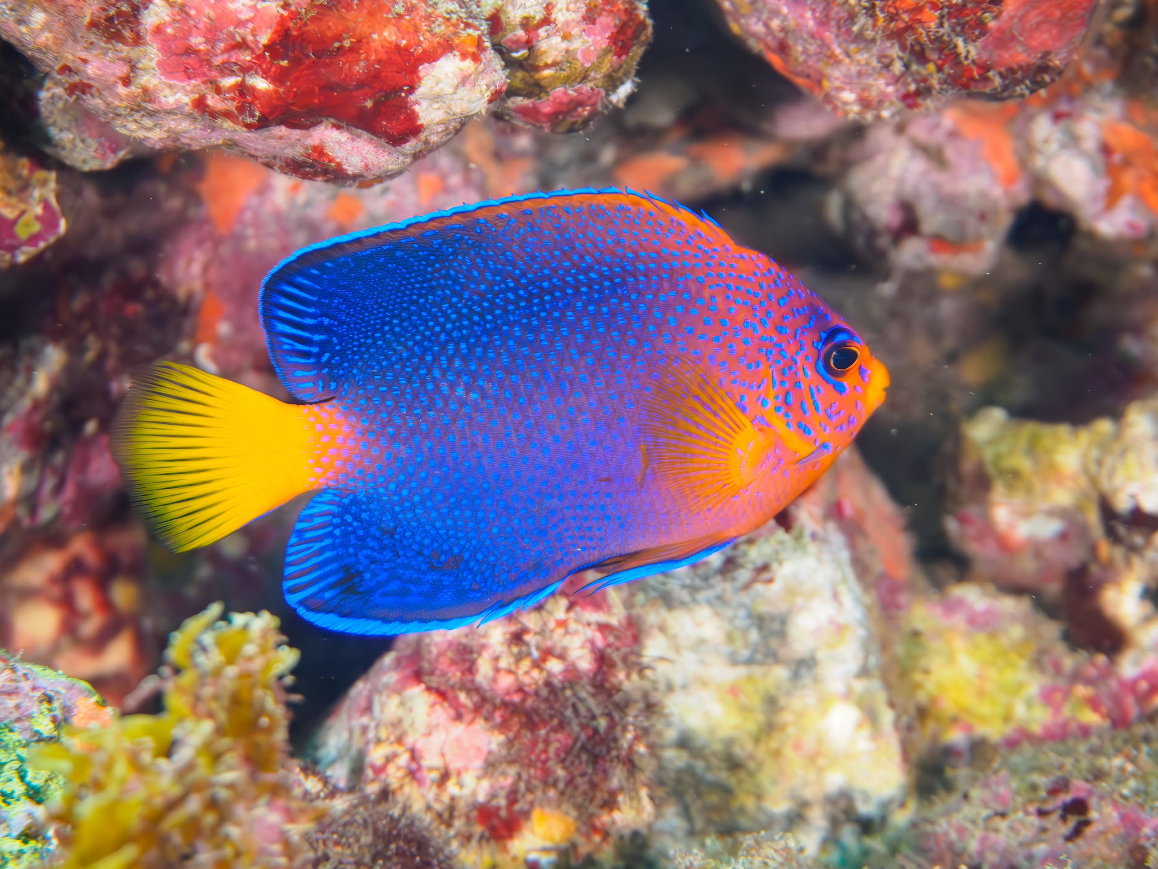 The Beautiful Japanese Angelfish (Centropyge interruptus), Hirizohama Beach