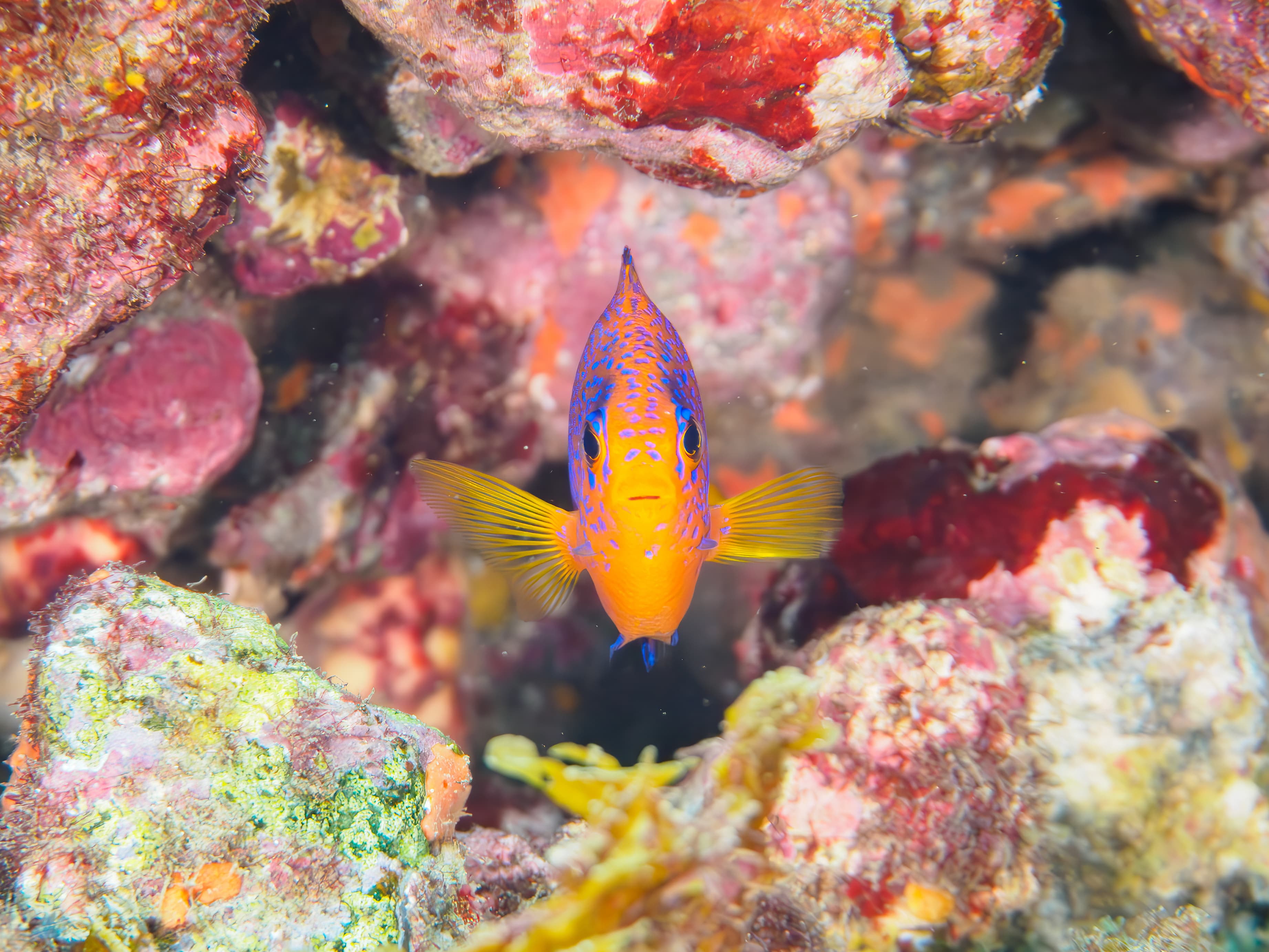 The Beautiful Japanese Angelfish (Centropyge interruptus), Hirizohama Beach