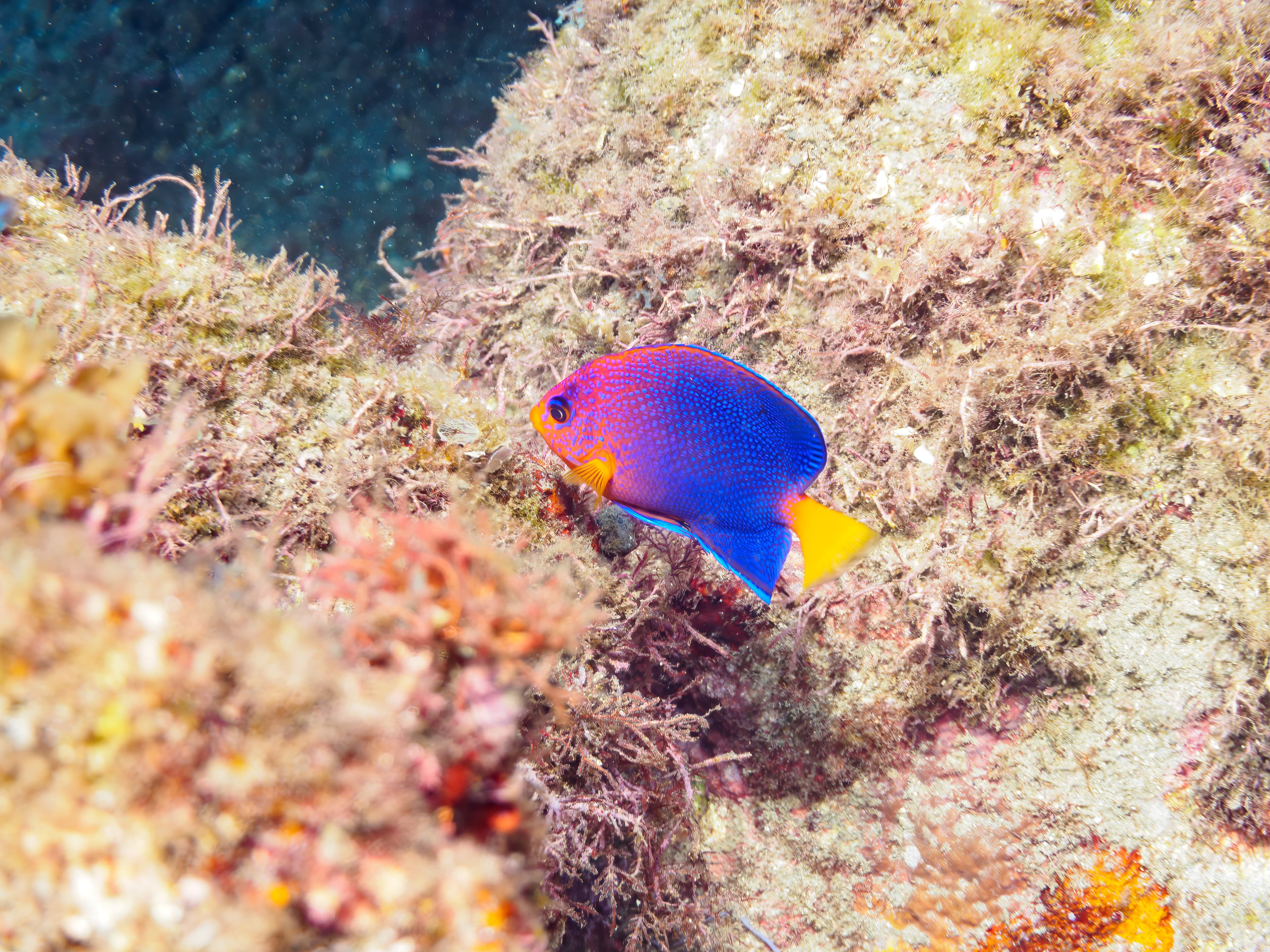 The Beautiful Japanese Angelfish (Centropyge interruptus), HIRIZO Beach, Nakagi, South IZU, Kamo-gun, Izu Peninsula, Shizuoka, Japan