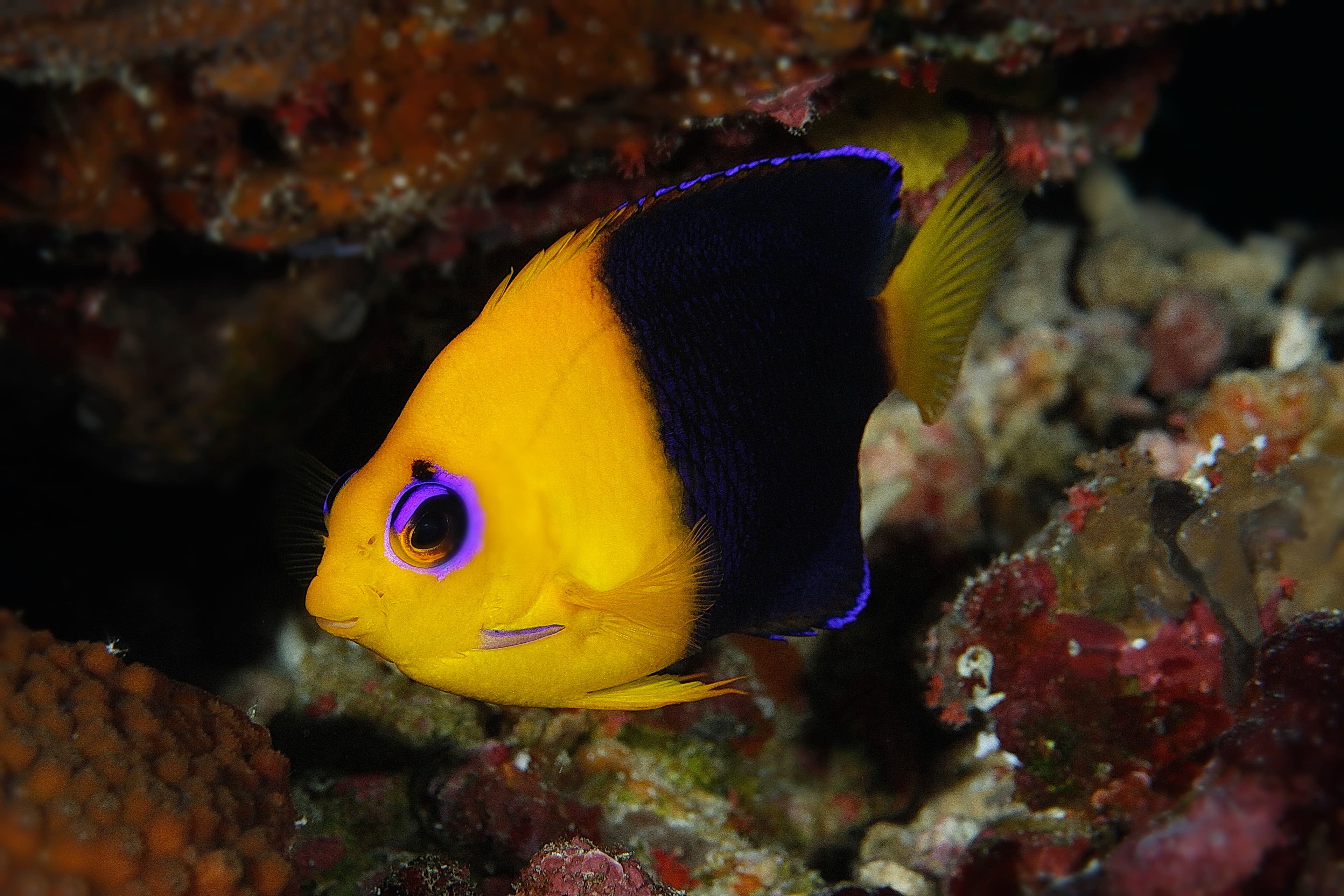 Joculator Angelfish (Centropyge joculator)