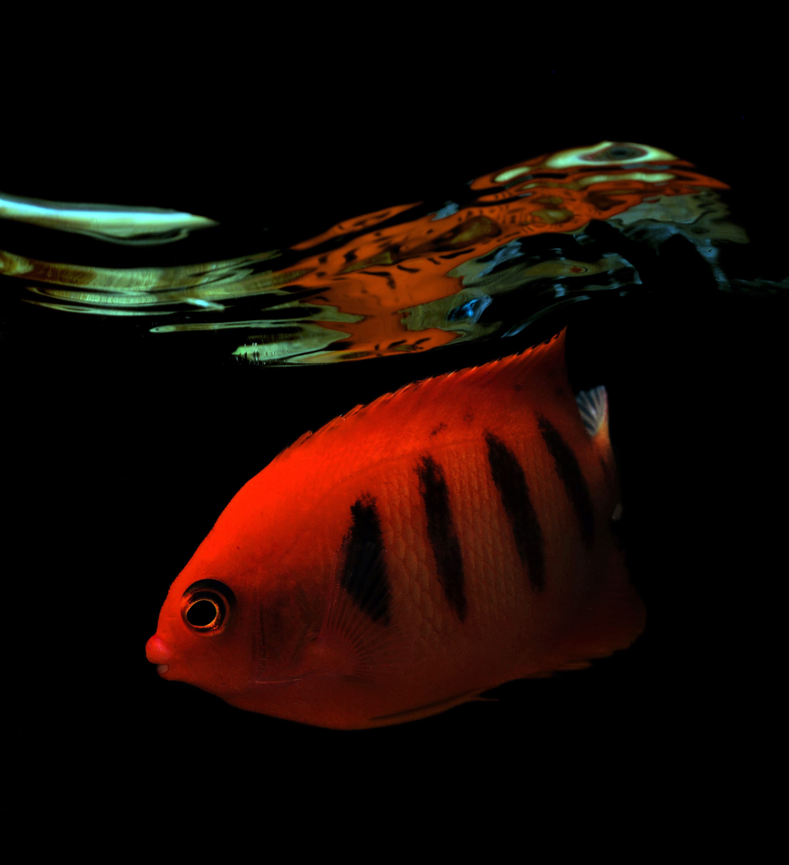 Flame Angelfish (Centropyge loricula) on black background