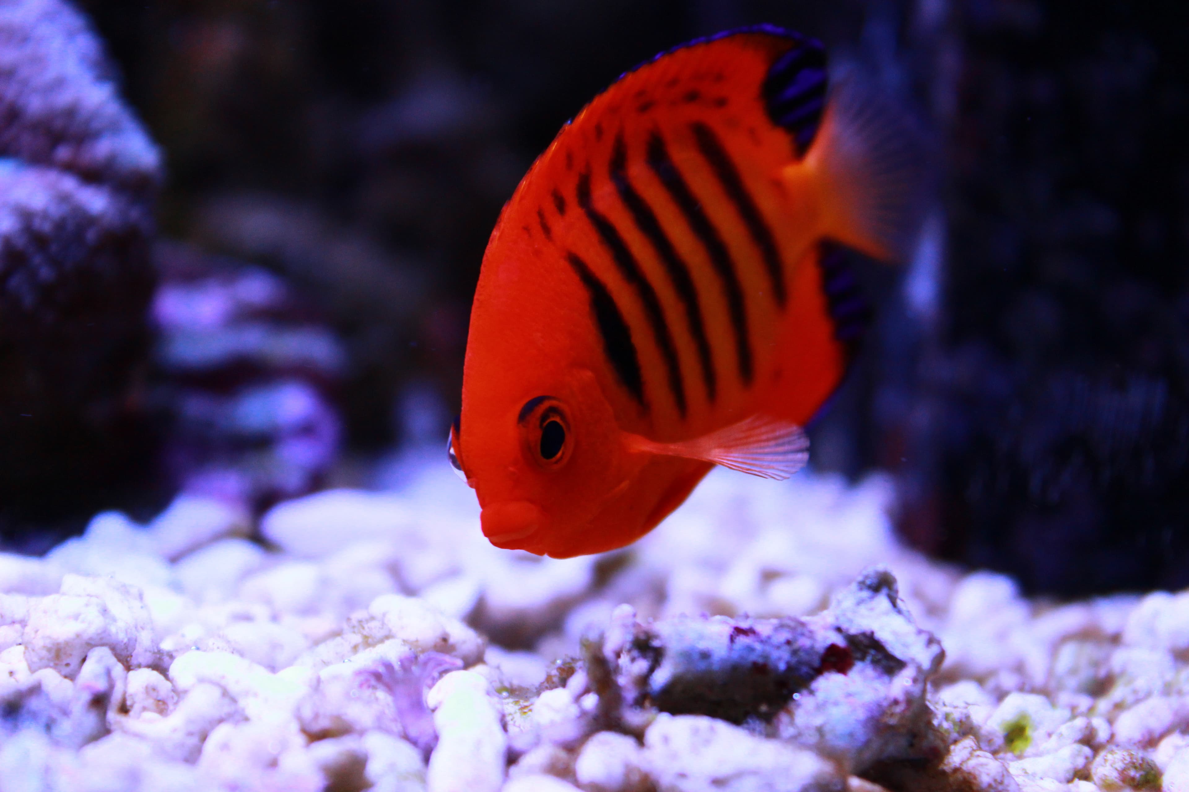 Flame Angelfish (Centropyge loricula), one of the most beautiful dwarf angelfish