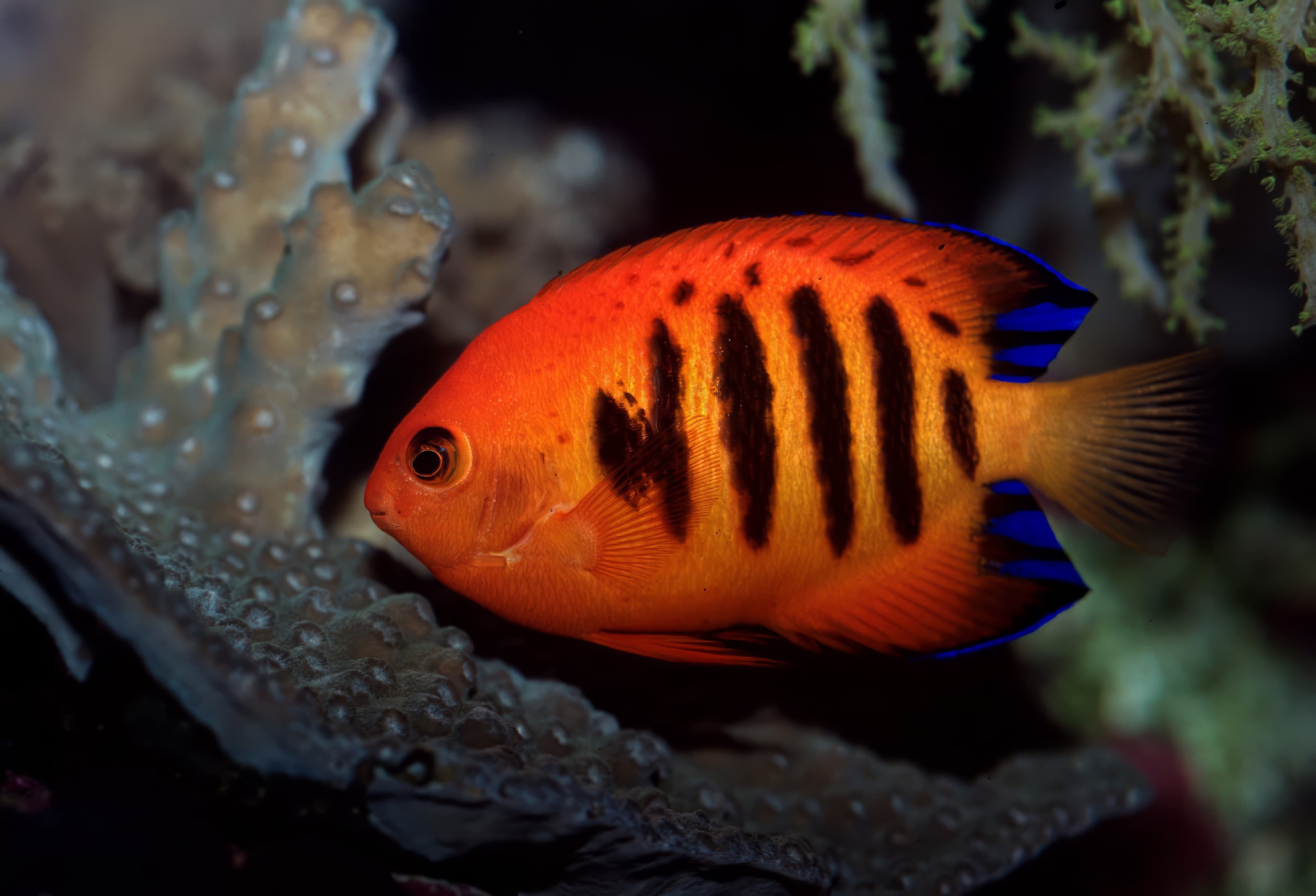 Flame Angelfish (Centropyge loricula)