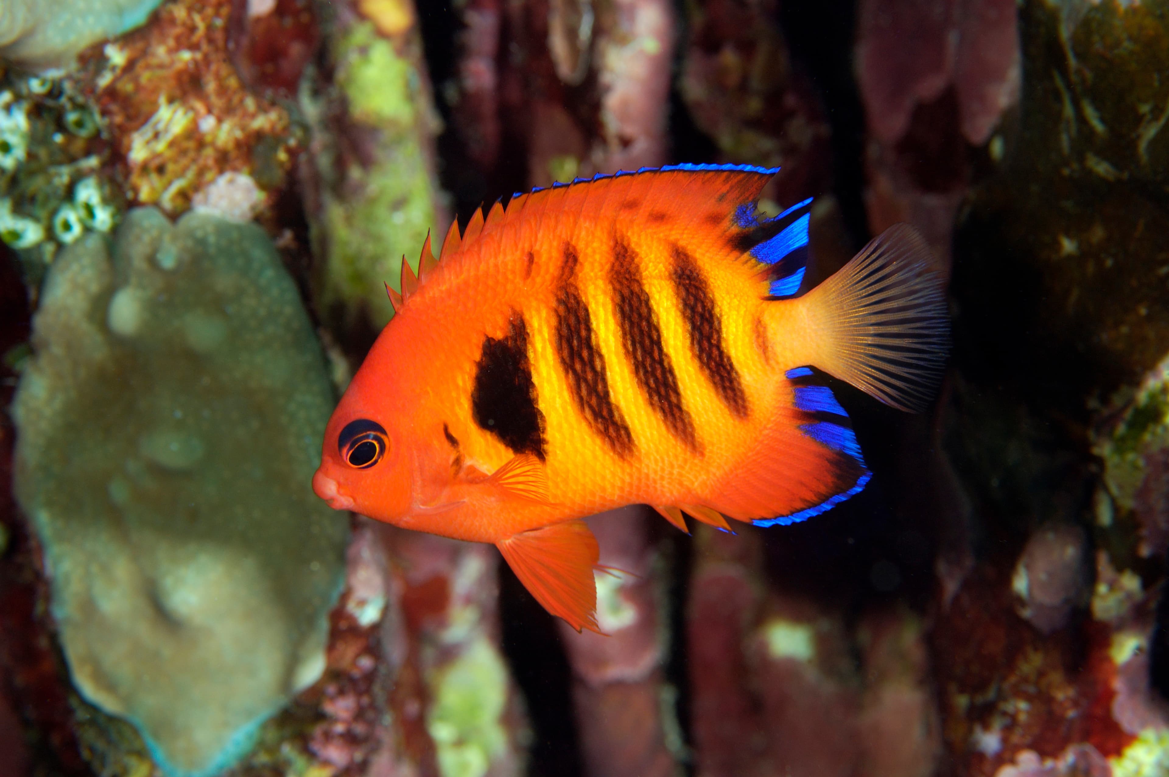 Flame Angelfish (Centropyge loricula), Kosrae Micronesia