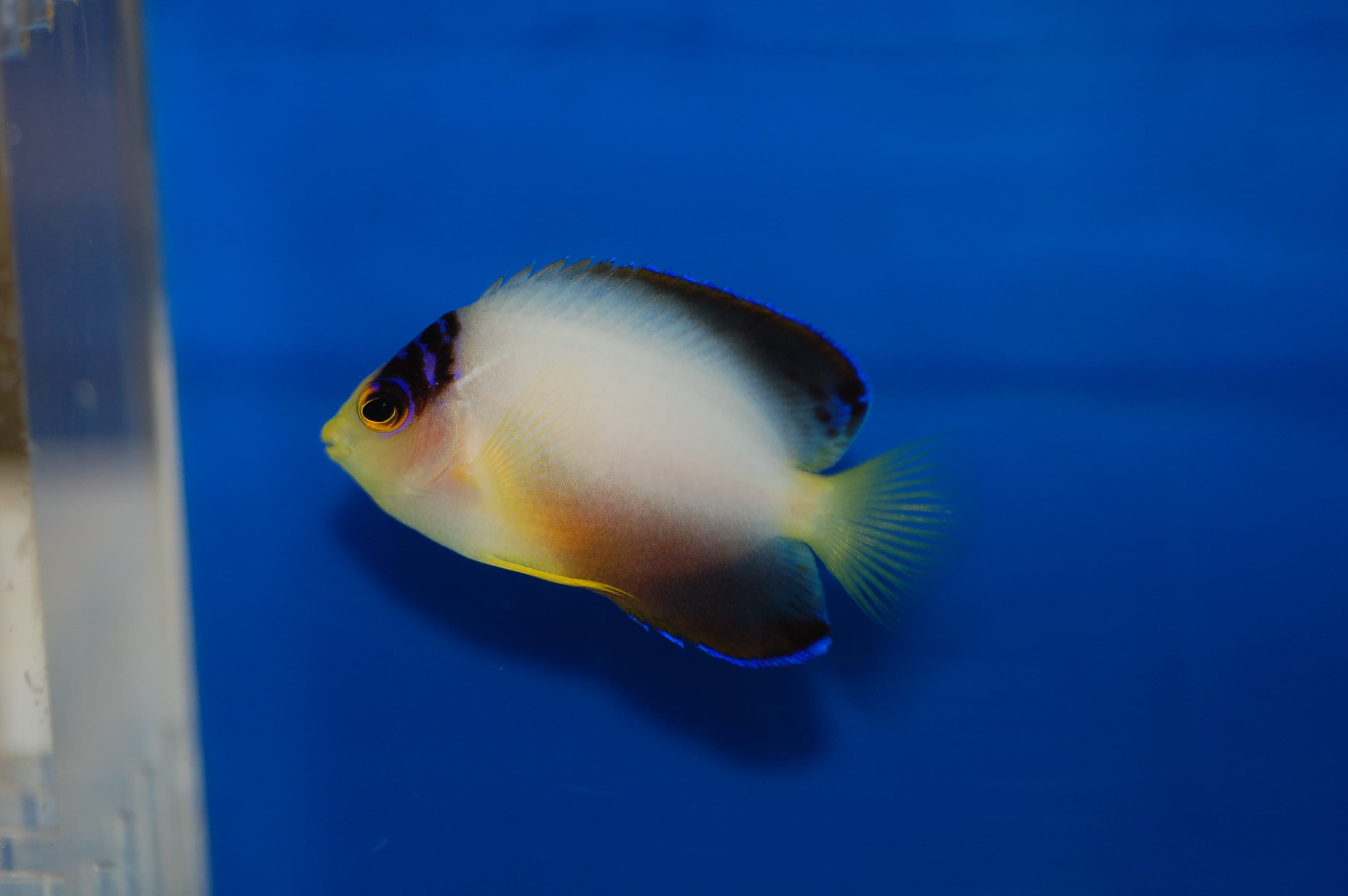 Multicolor Angelfish (Centropyge multicolor)