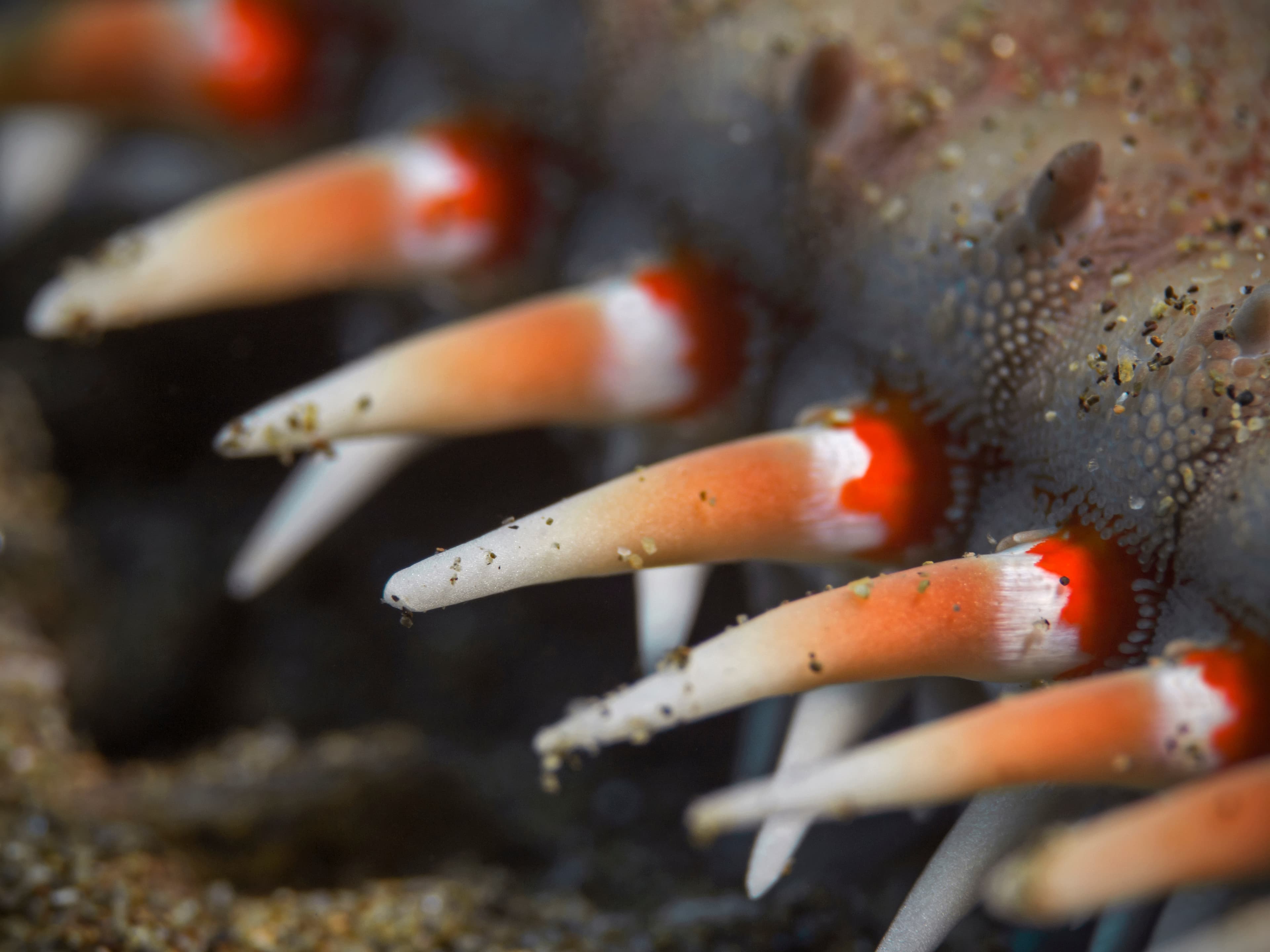 Spines of the Red Comb Starfish (Astropecten aranciacus)