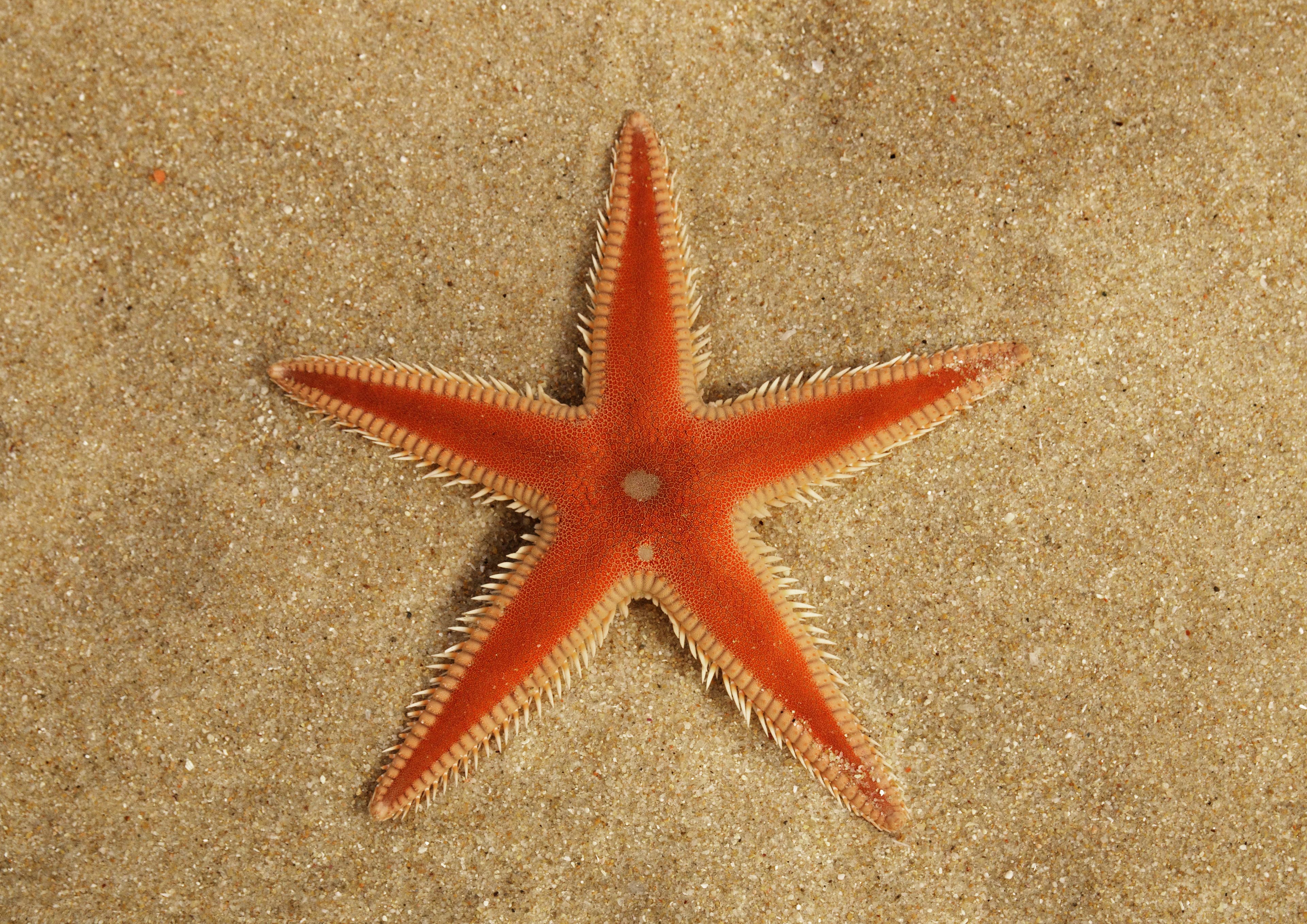 Red Comb Starfish (Astropecten aranciacus) on sand